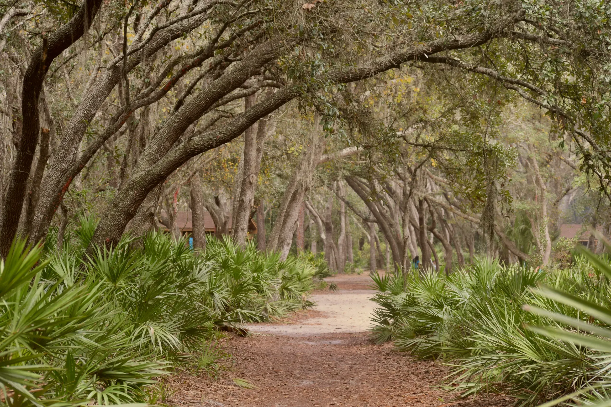Lettuce Lake Park, East Fletcher Avenue, Tampa, Florida