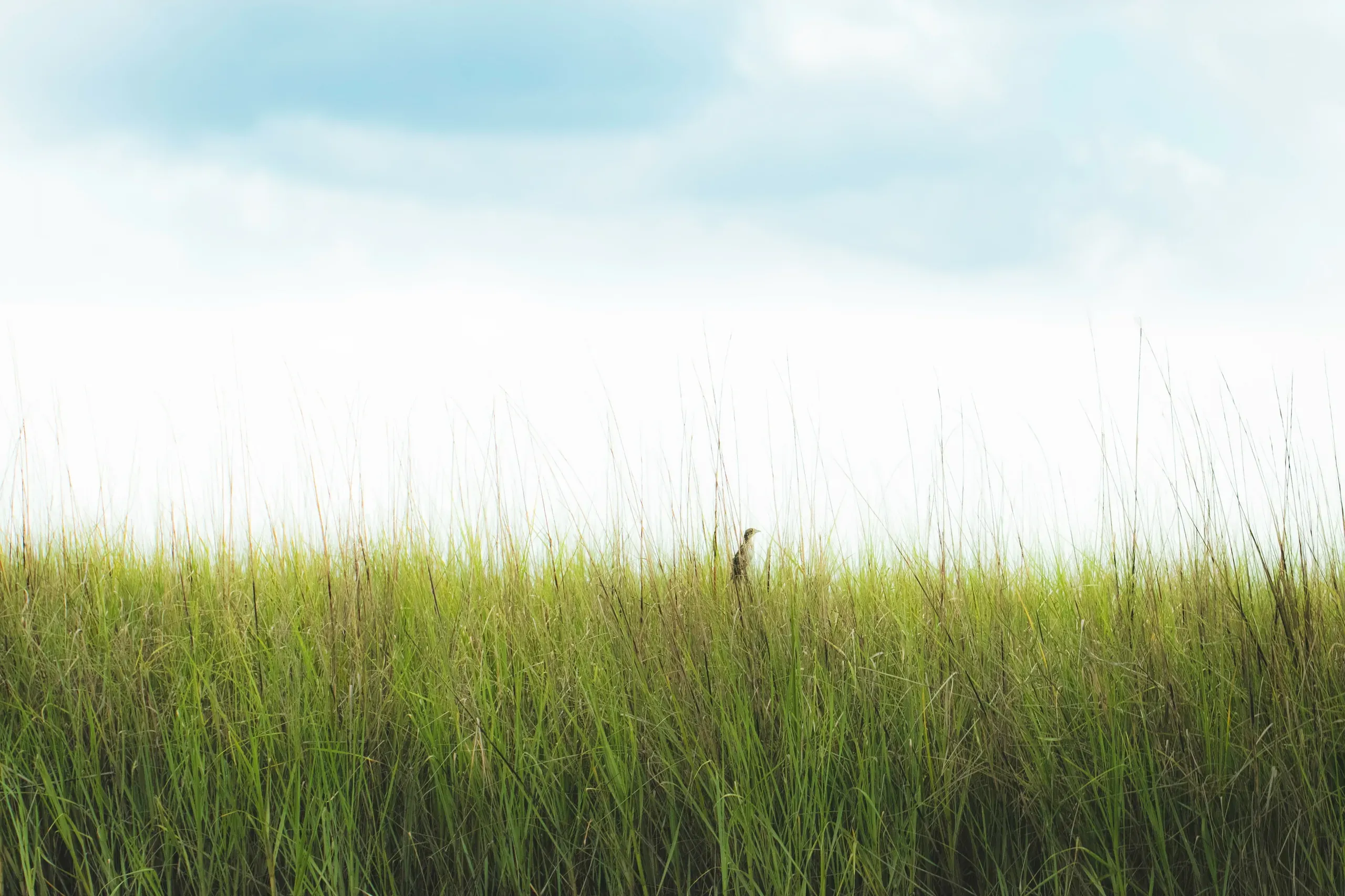 A small, dark bird stands in a vibrant green field of grass, basking in the sunlight.