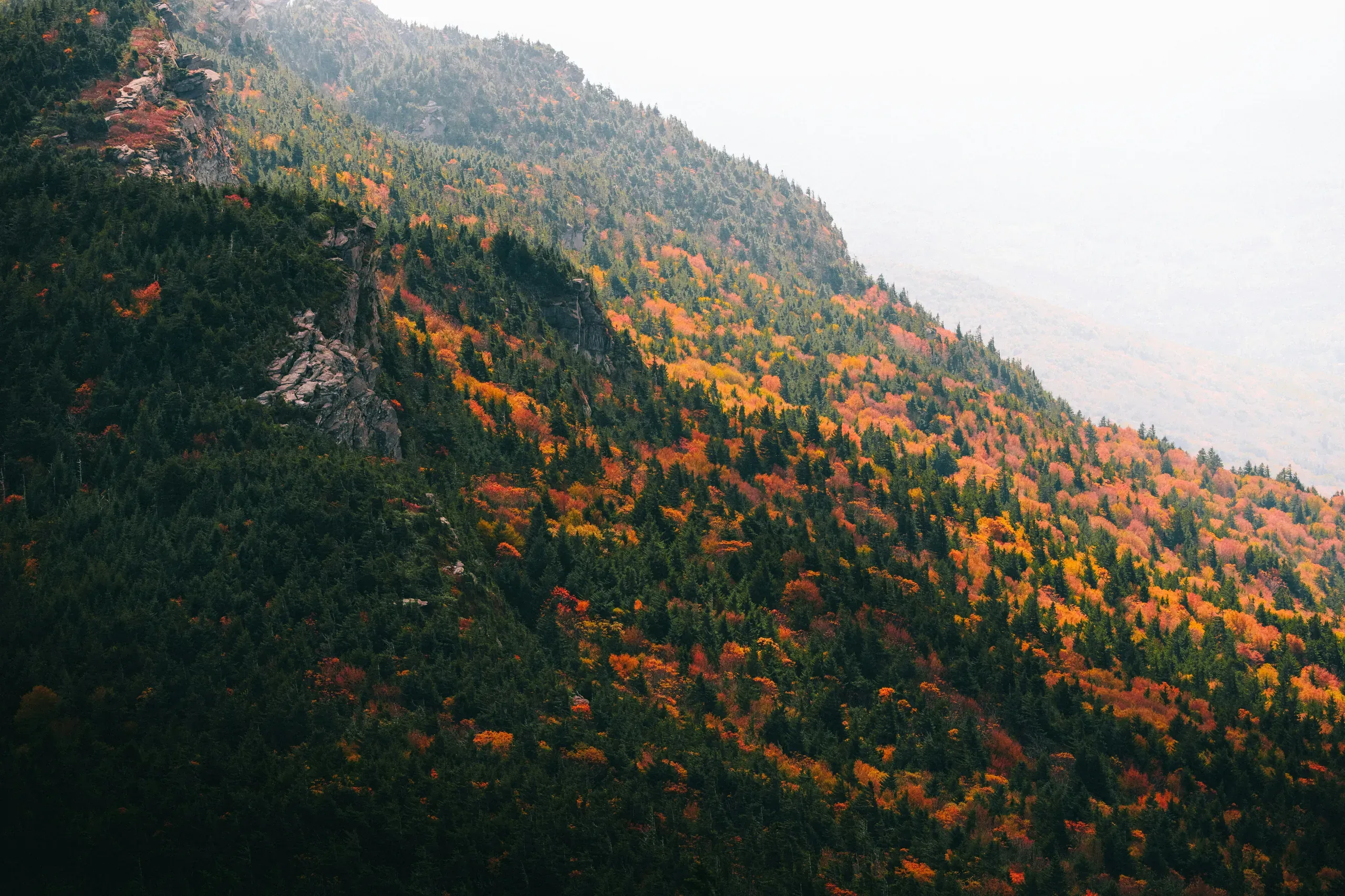 Colorful fall foliage against evergreen trees on a steep mountainside at Grandfather Mountain in North Carolina