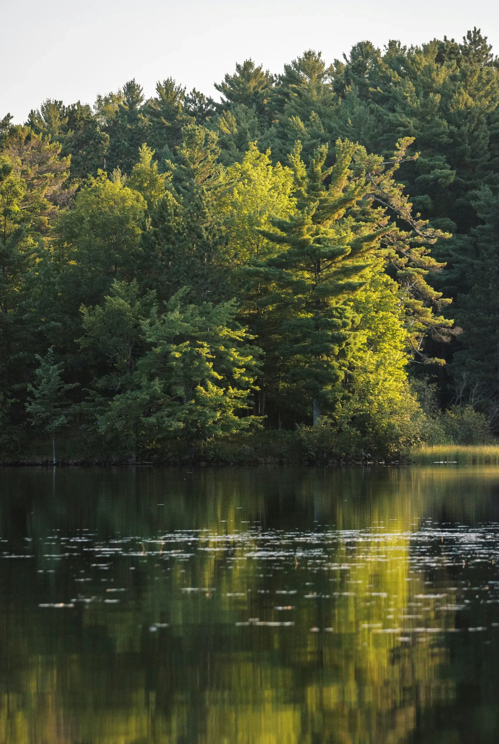 Trees reflected in Lake Owen. Taken in Northern Wisconsin.