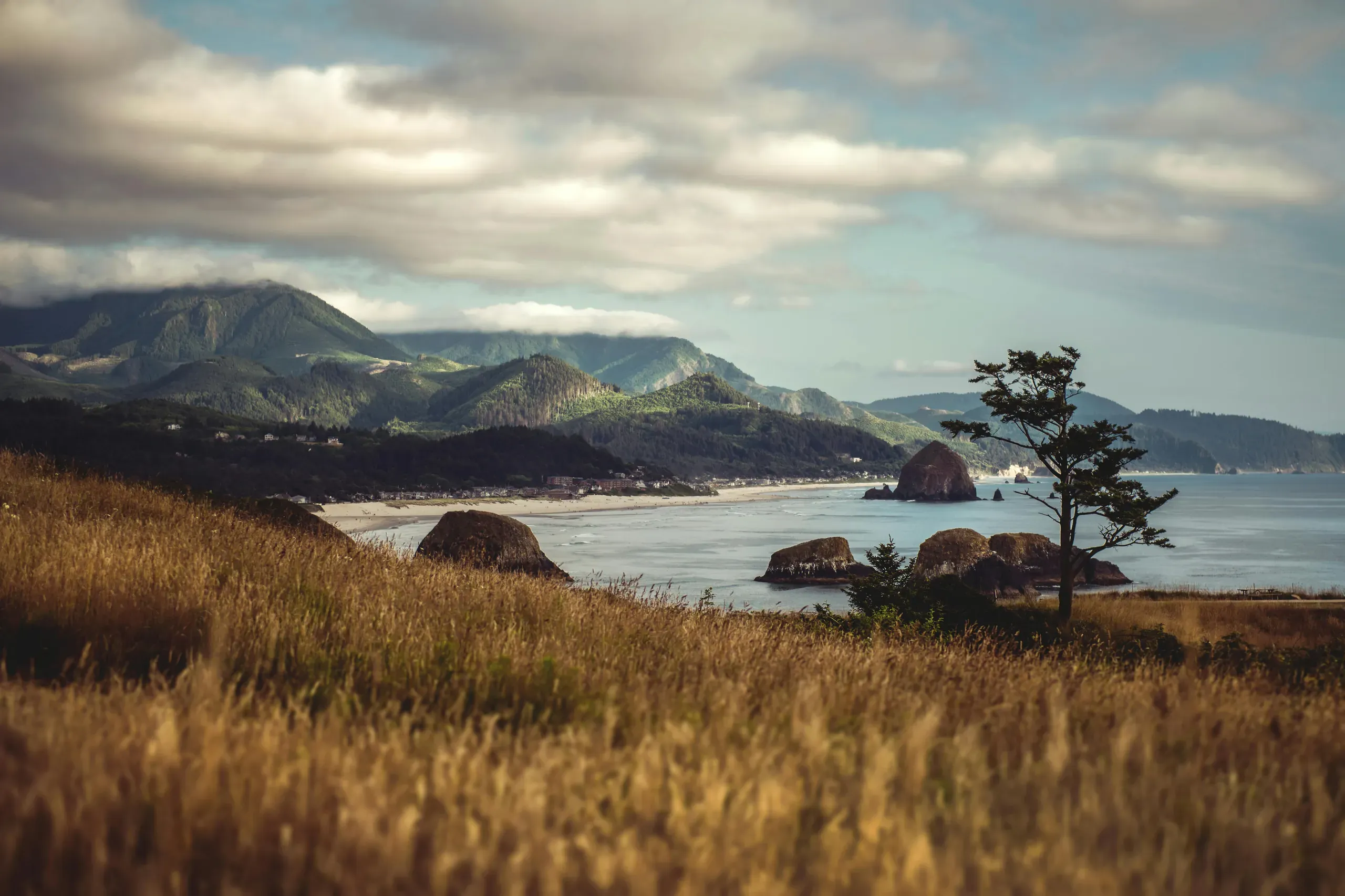 Cannon Beach, Oregon. Brown grass field