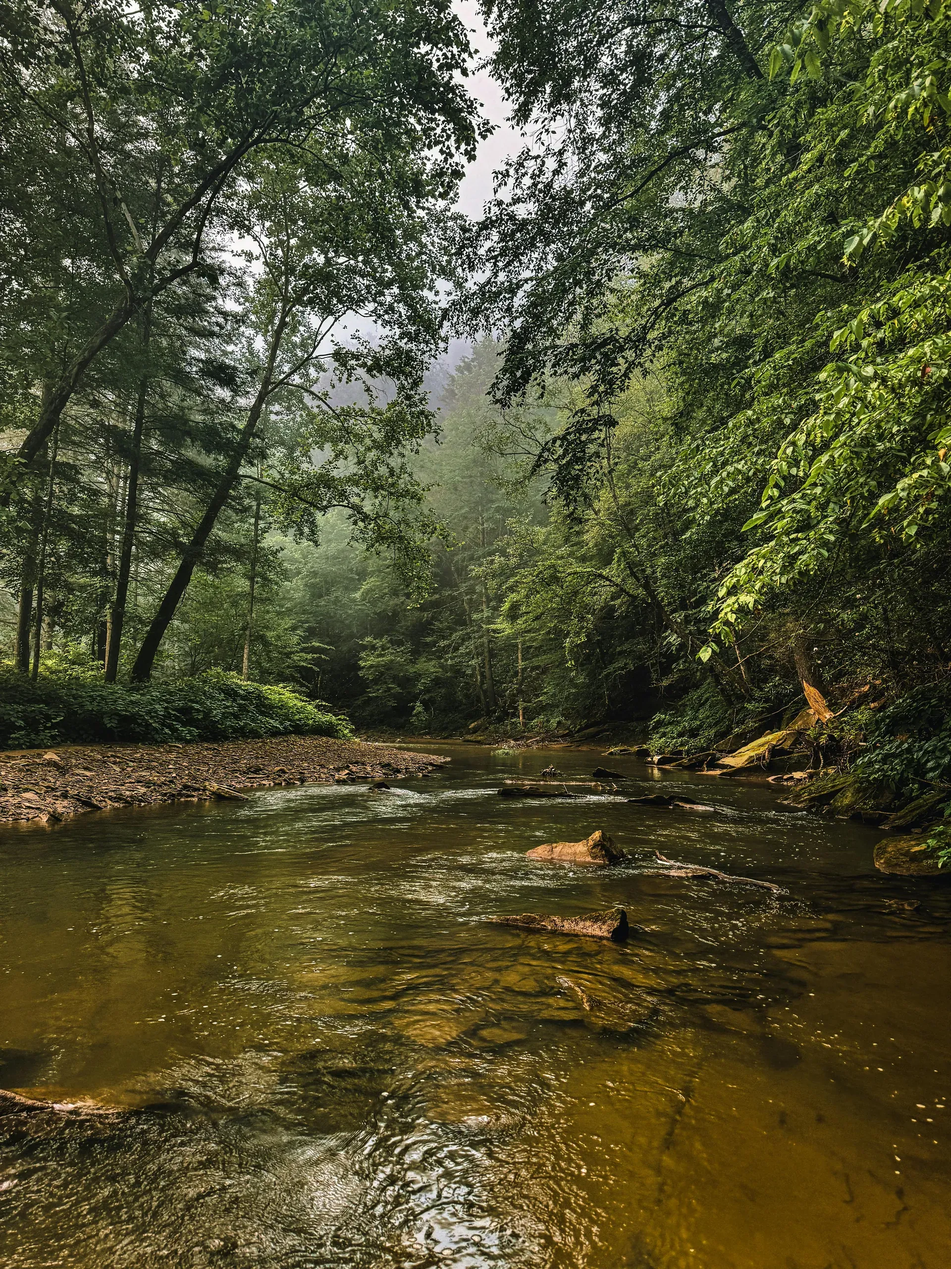 Serene forest river in Emmalena, Kentucky.