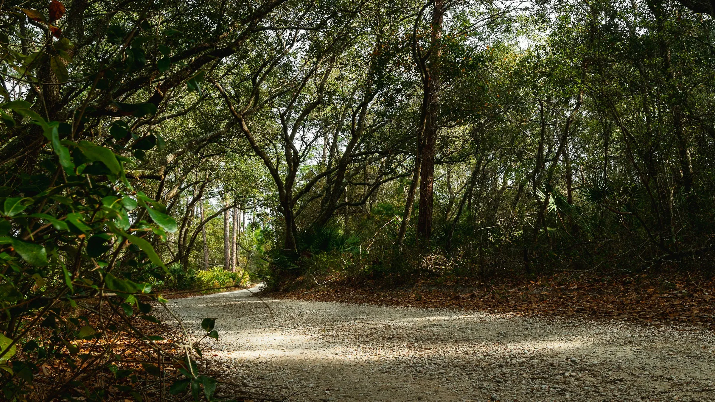Alabama, USA. A dirt path in the forest with sunlight shinning through the trees.