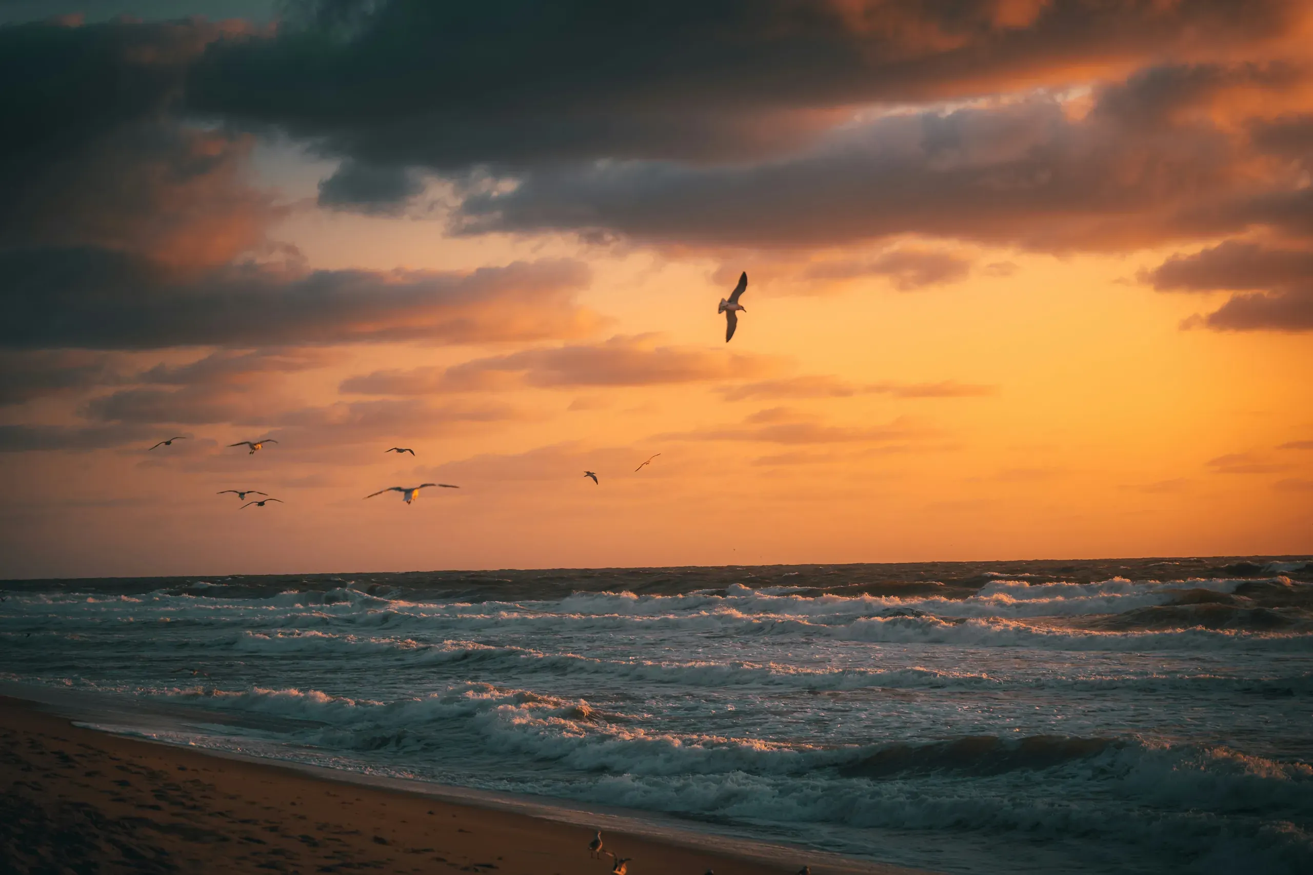 Seagulls flying over the Atlantic ocean during sunrise in Ocean City, Maryland