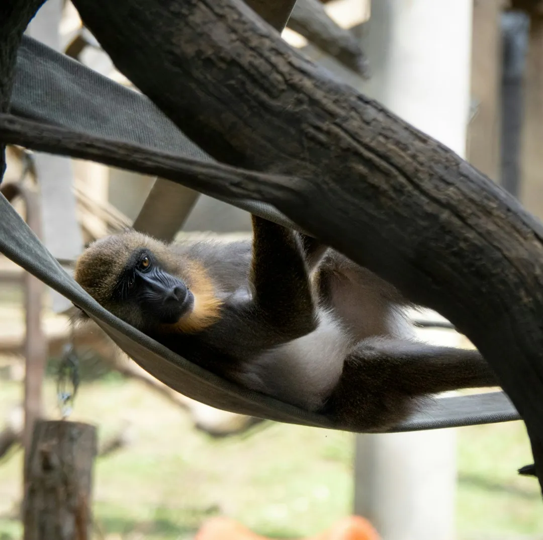 Mandrill