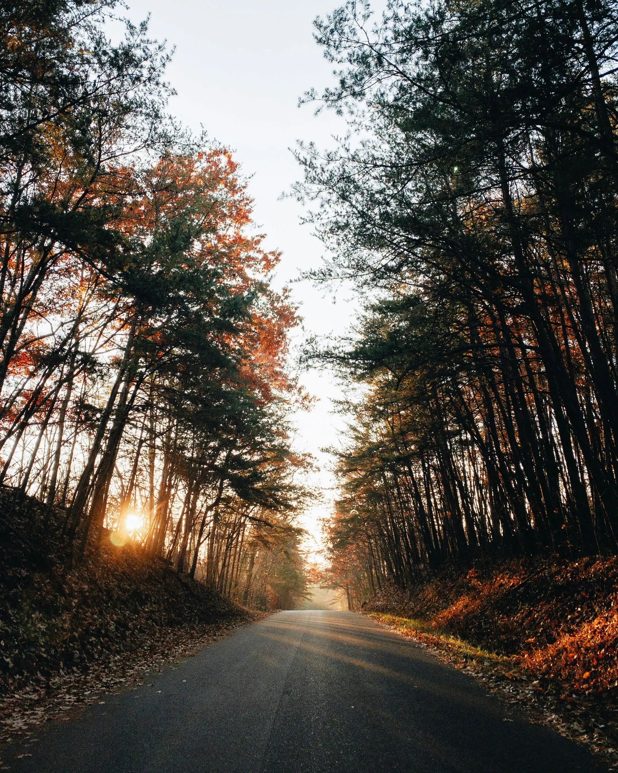 Chilhowee Mountain, Tennessee