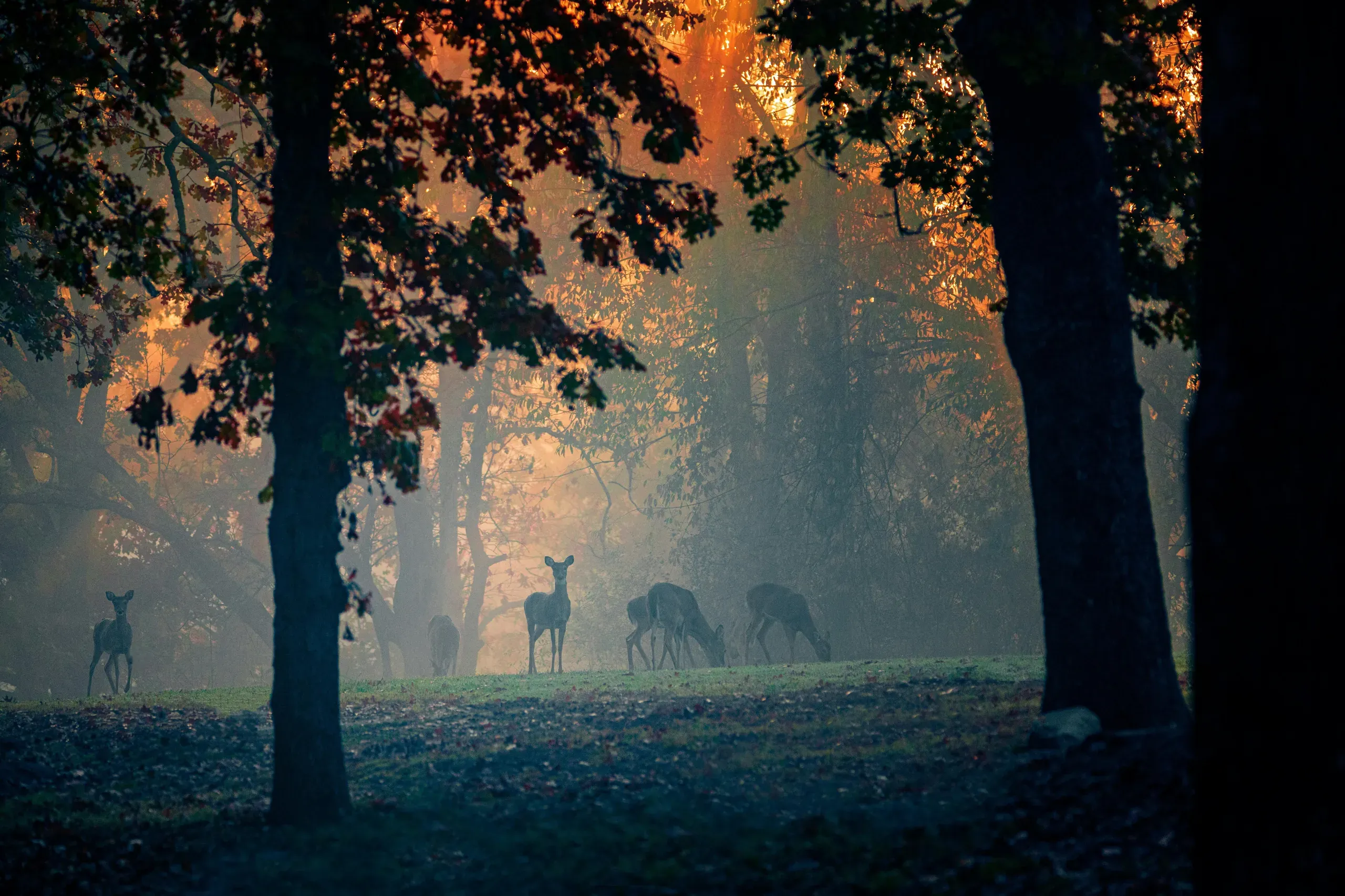 Prairie Creek, Arkansas