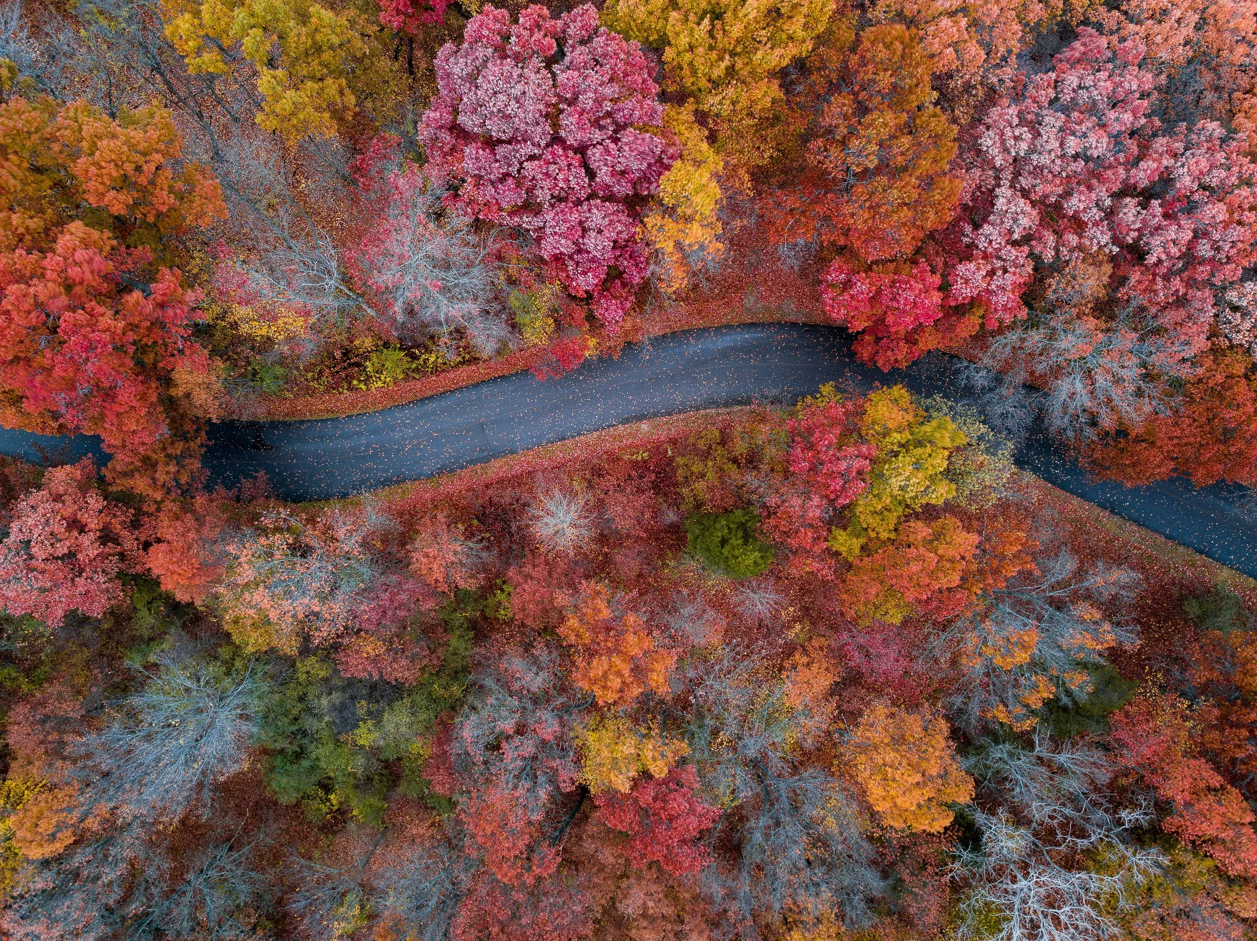 Holly, Michigan. Aerial photograph of concrete road between trees