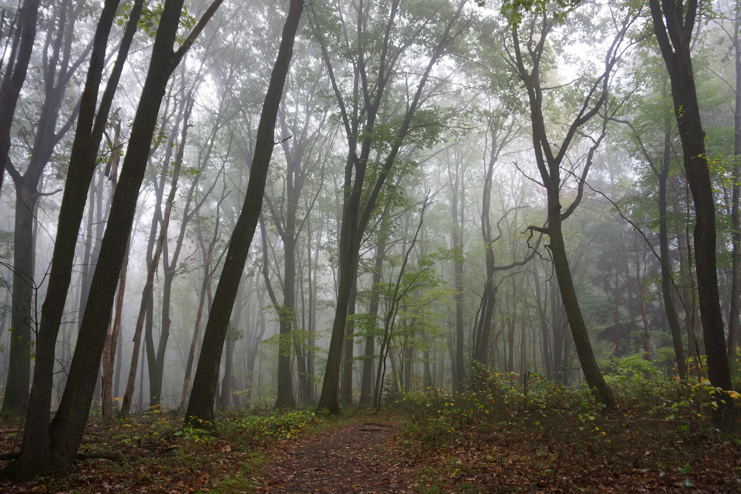 Hiking in the mist on the Rattlesnake Trail at Coopers Rock State Park near Morgantown, West Virginia.