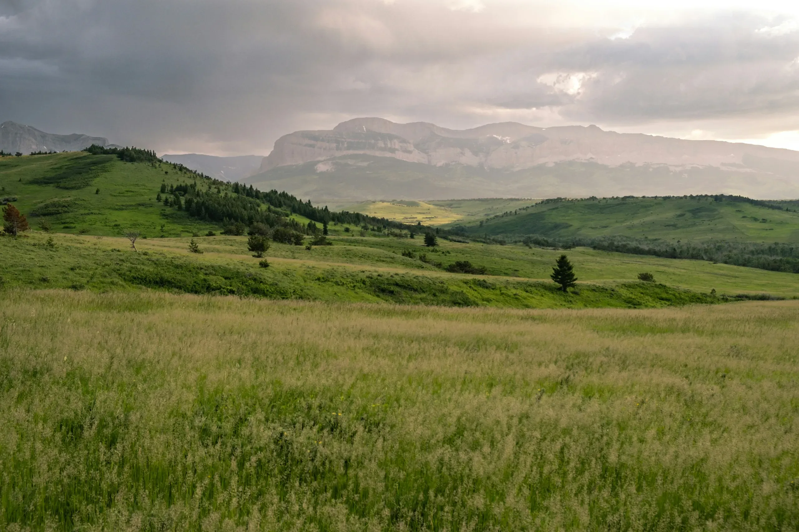 Montana