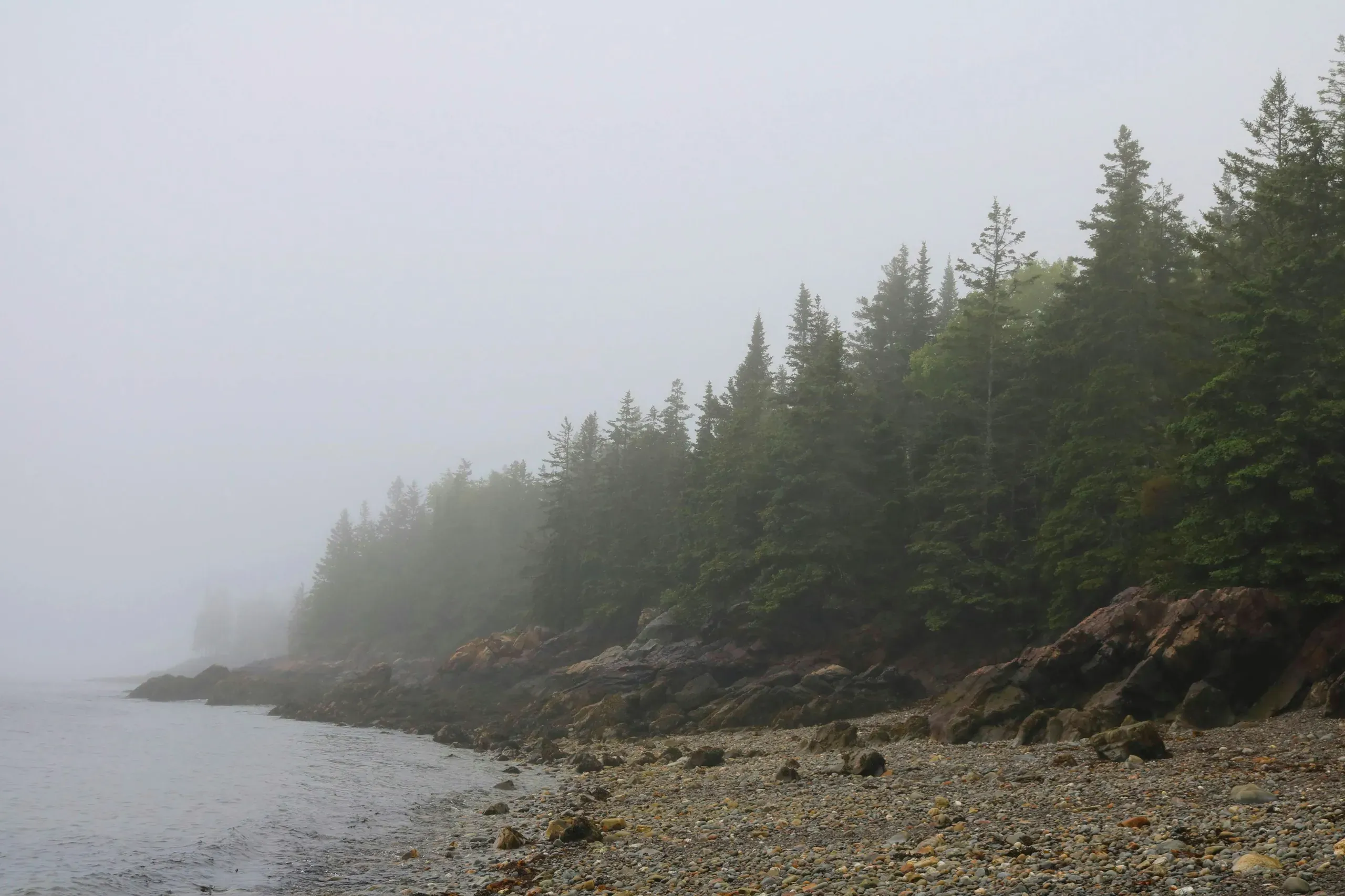 A foggy day on the shore of a body of water, with trees on the far bank disappearing into the mist in Owls Head, Maine.