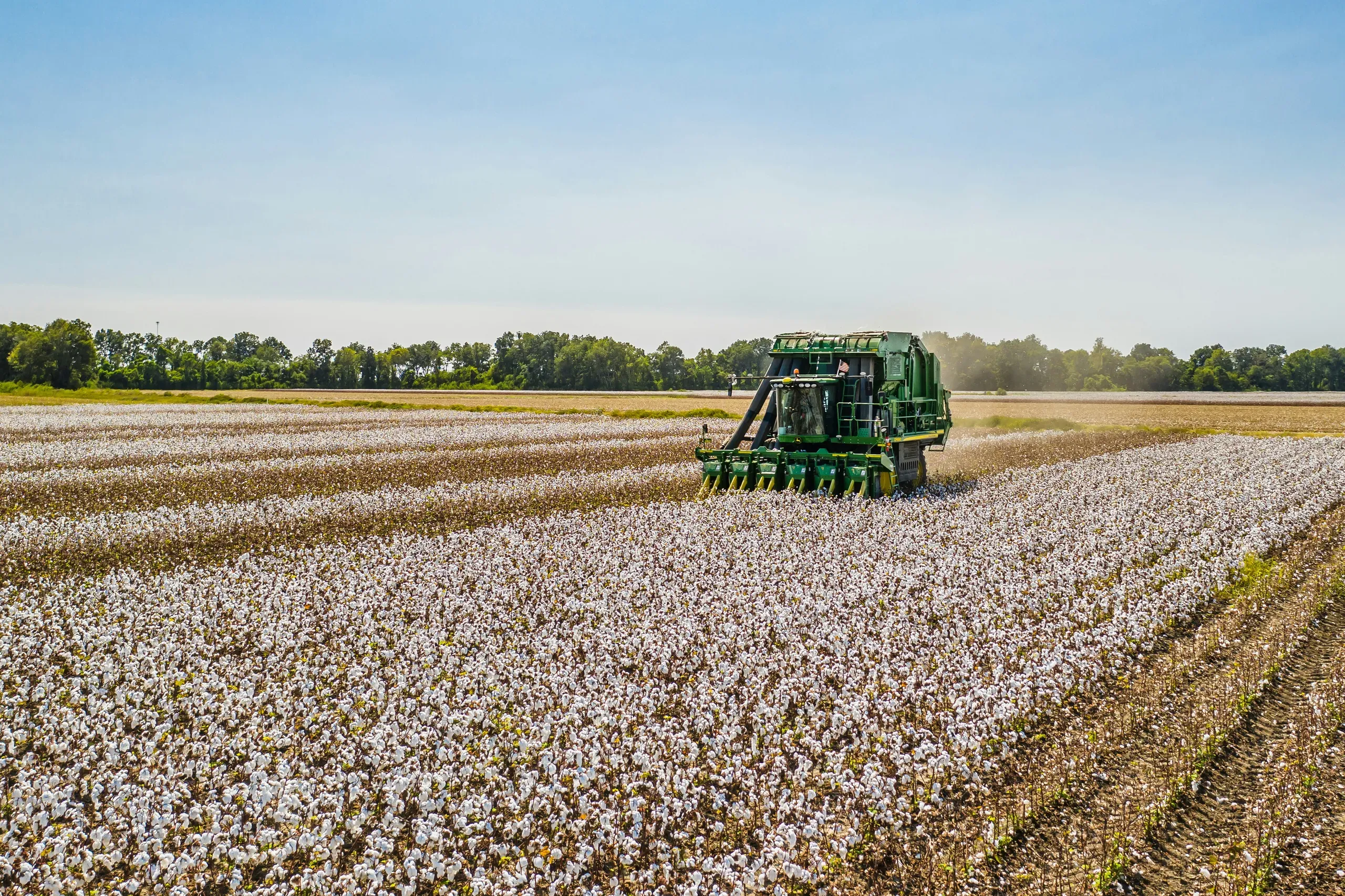 A John Deere cotton picker drives through a field, harvesting rows of white cotton under a clear blue sky in Louisiana.