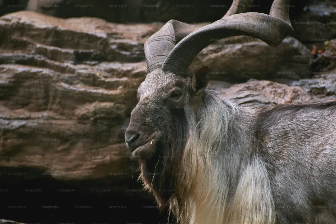 Markhor