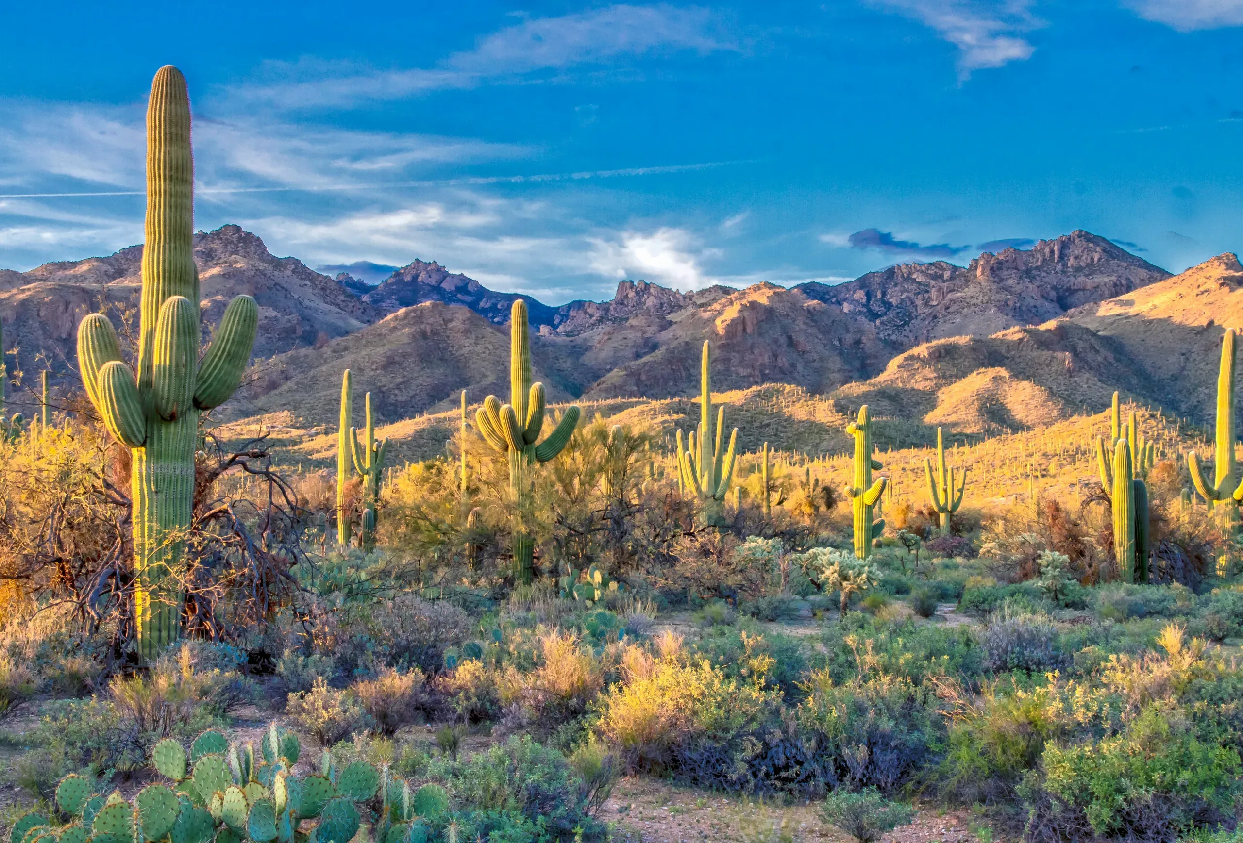 Sunlight cuts through the desert at sundown. Sabino Canyon, Catalina Foothills, Arizona
