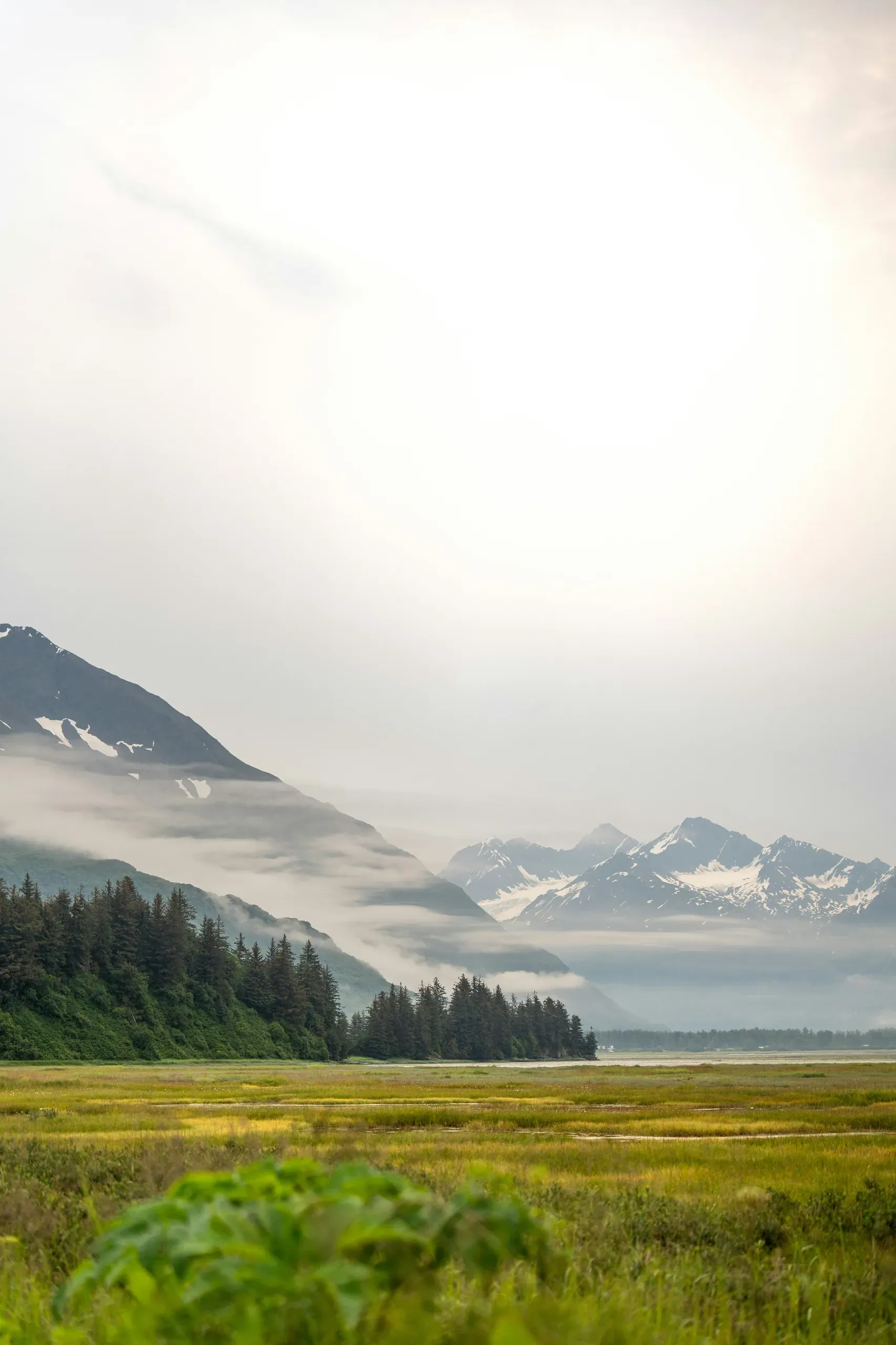 Alaska. A breathtaking scene featuring snow-capped mountains, a serene meadow, and misty forests in the foreground. This image captures the pristine beauty and tranquility of untouched wilderness, inviting viewers to immerse themselves in nature's majesty.