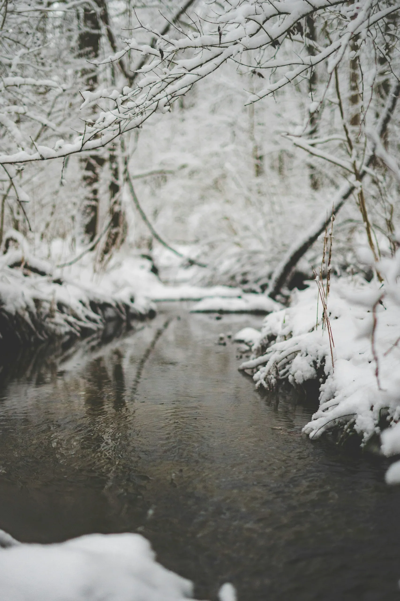 Snowy stream in the woods, Edison Woods MetroPark, Ceylon Road, Berlin Heights, Ohio