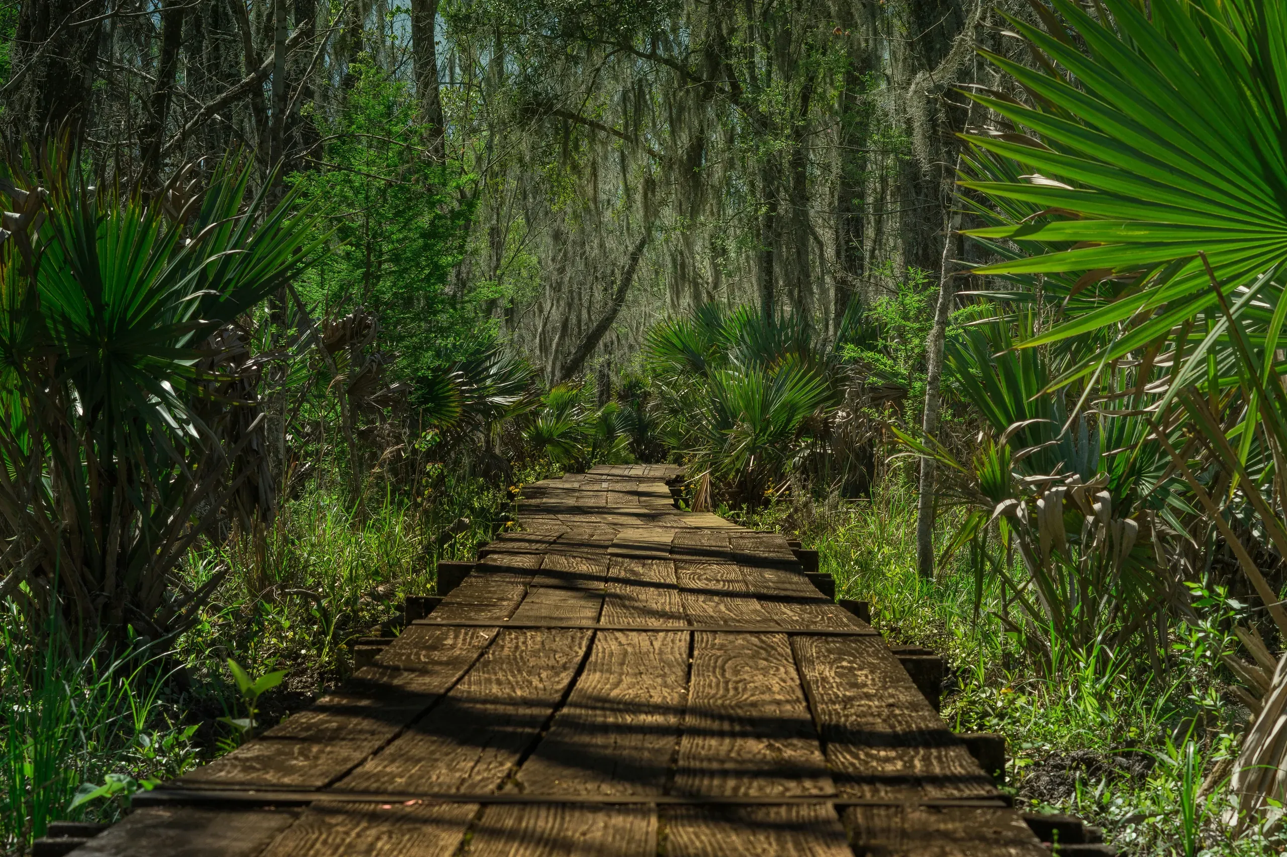 A brown wooden boardwalk path leads through a dense grove of fan palm trees in a Louisiana swamp.