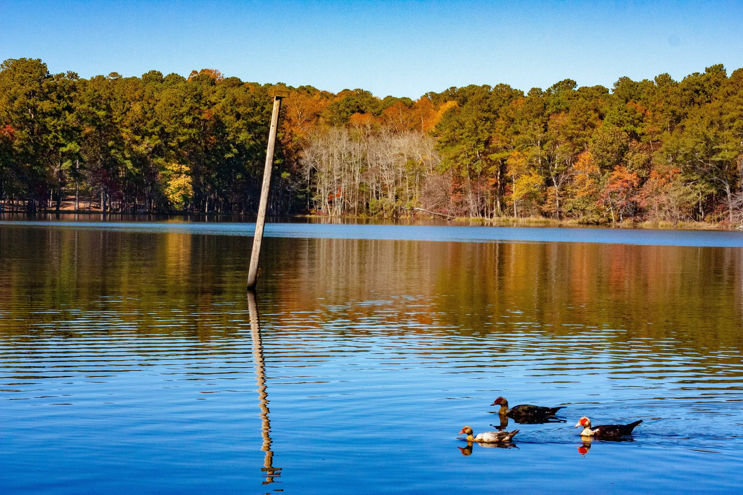 Couple of ducks on the lake at Roosevelt State Park in Morton, Mississippi.