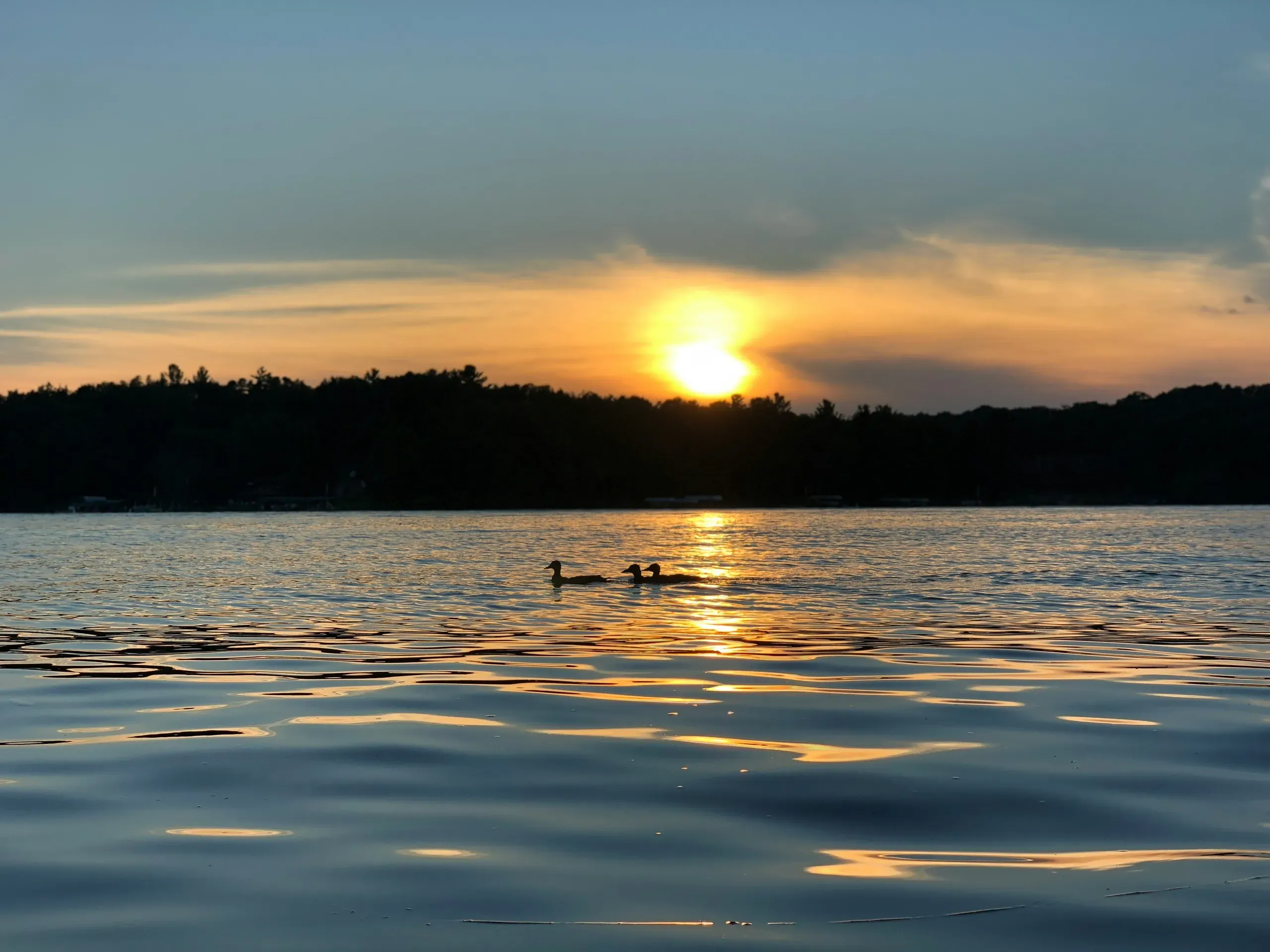 Minnesota. Loons on water