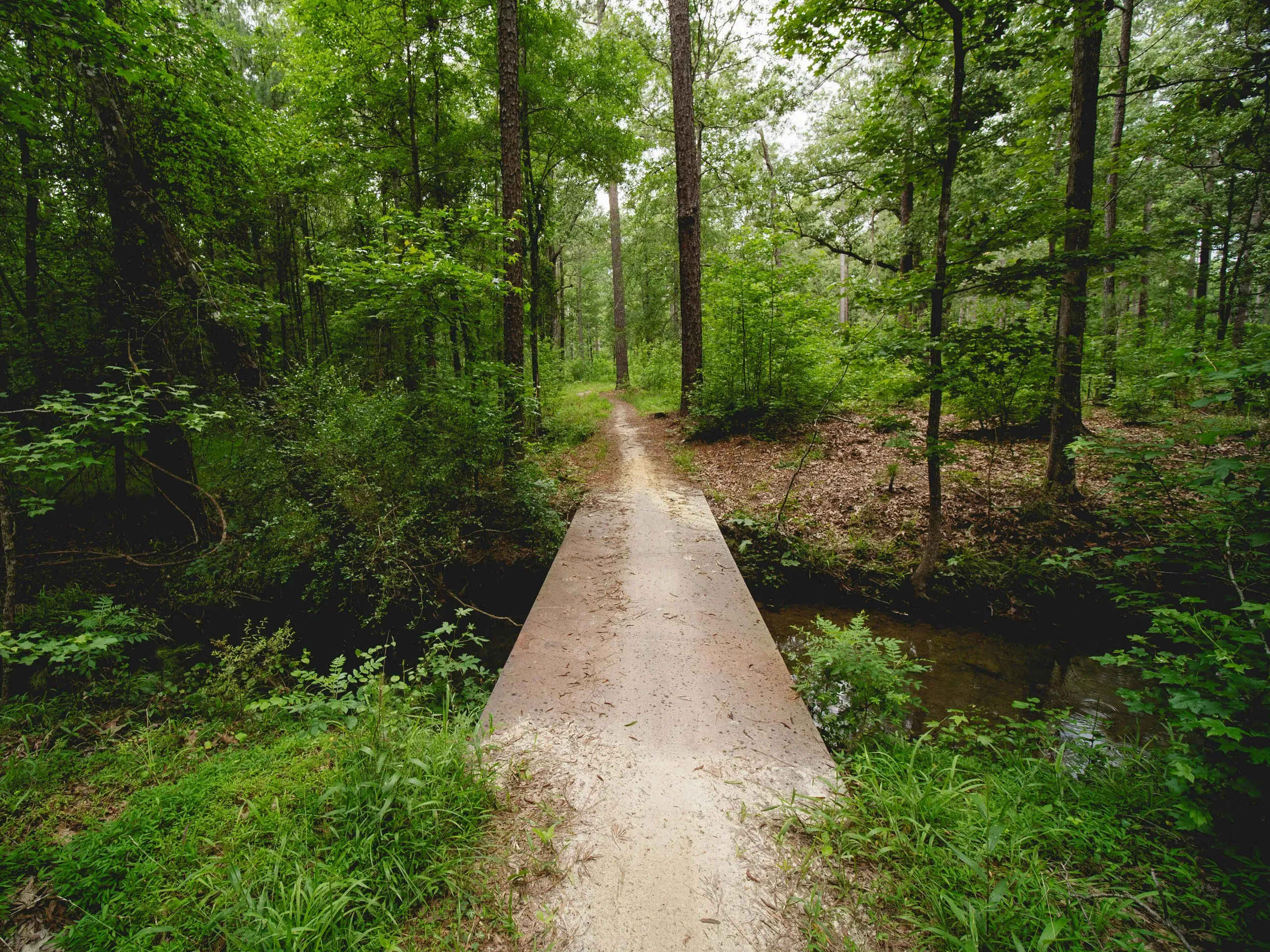 Columbia, South Carolina. Scenic Wooden Bridge in Harbison State Forest