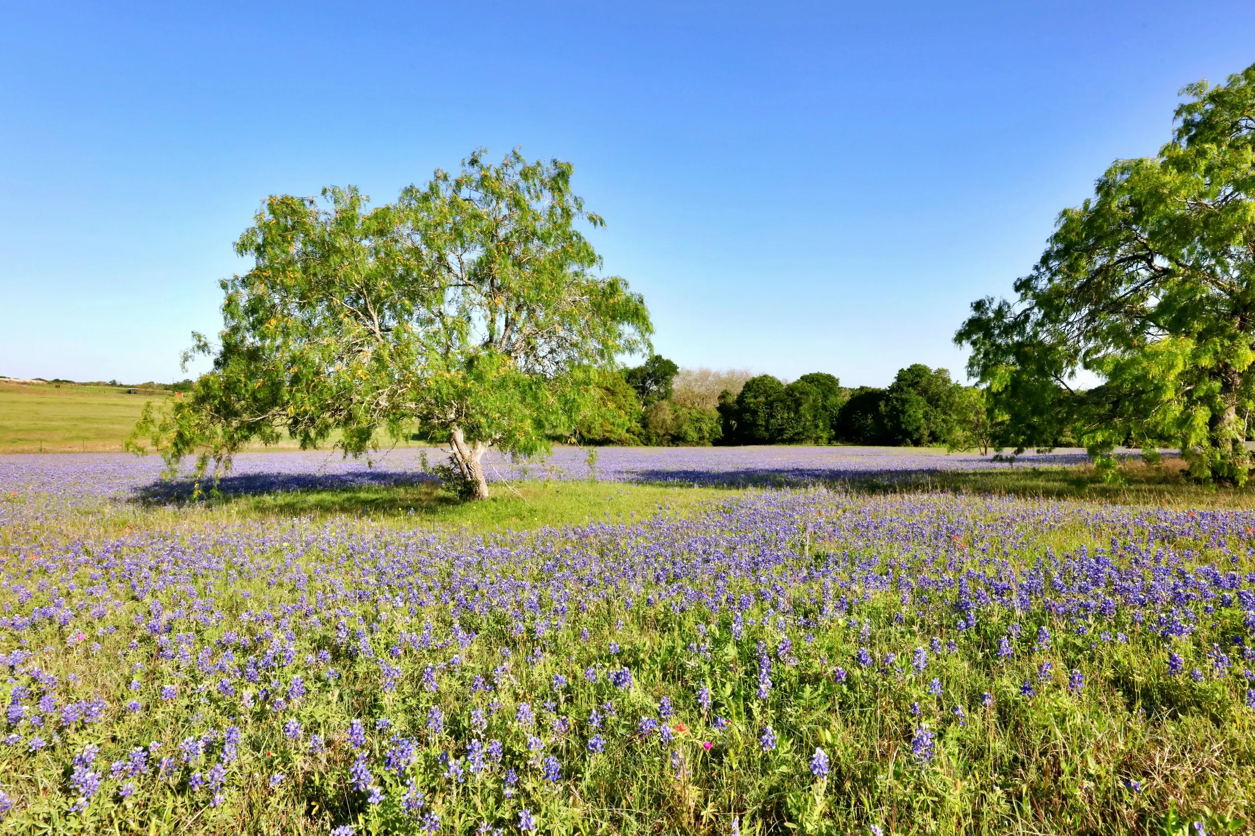 Texas. Vibrant Texas bluebonnet field in Spring