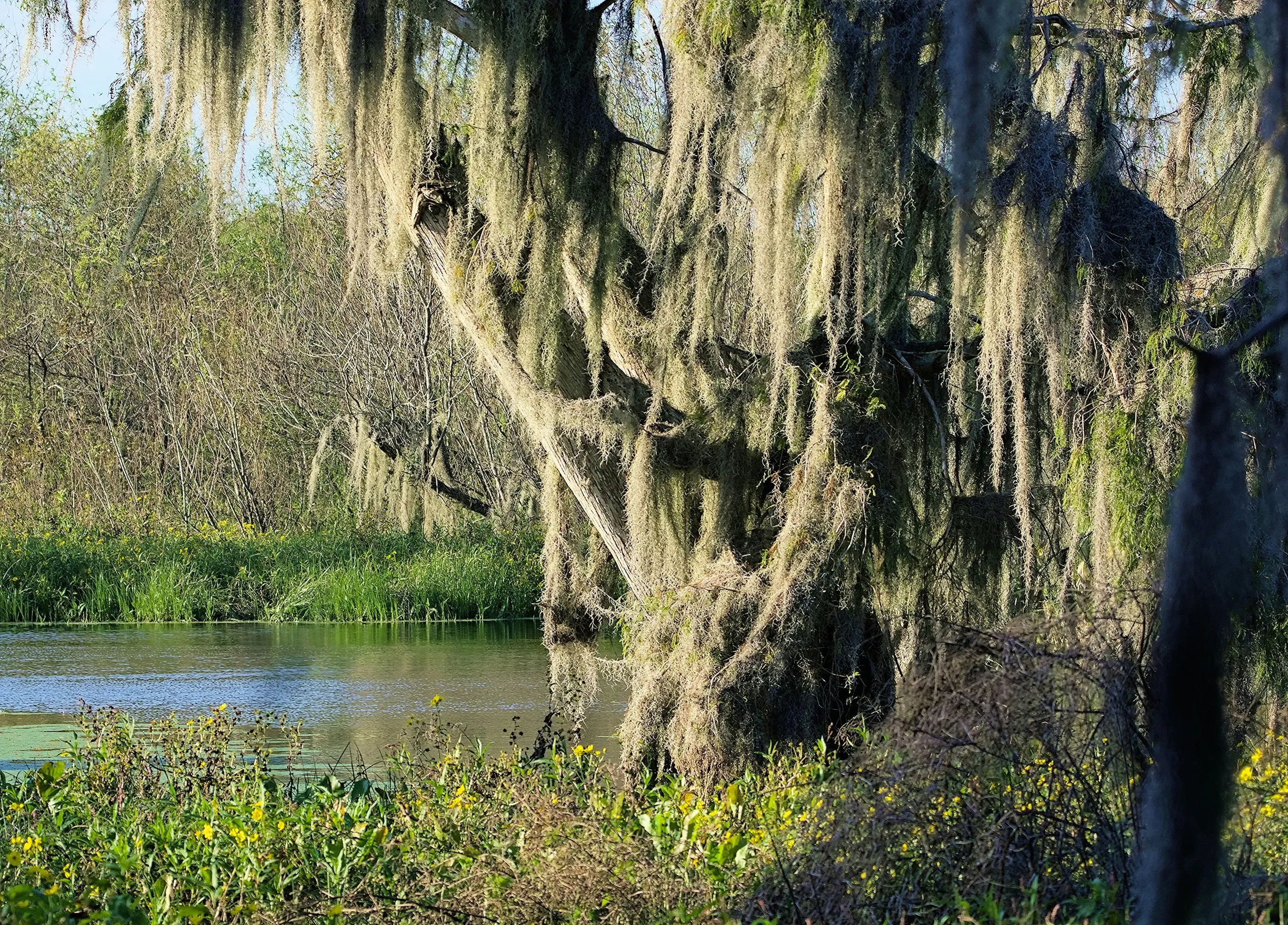 Spanish Moss, Florida swamp at dusk.
