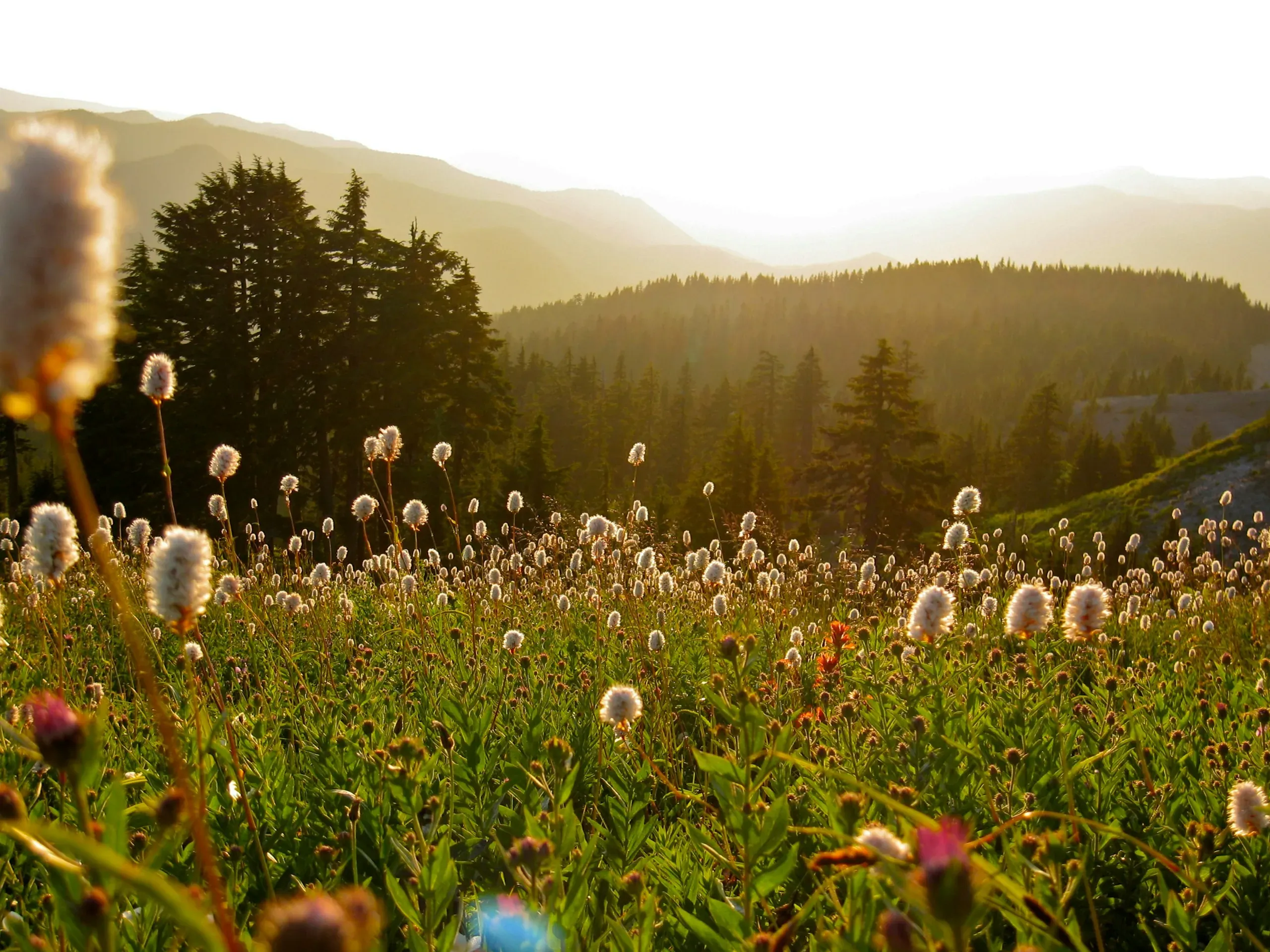 Field of wildflowers during sunset on Mount Hood, Oregon