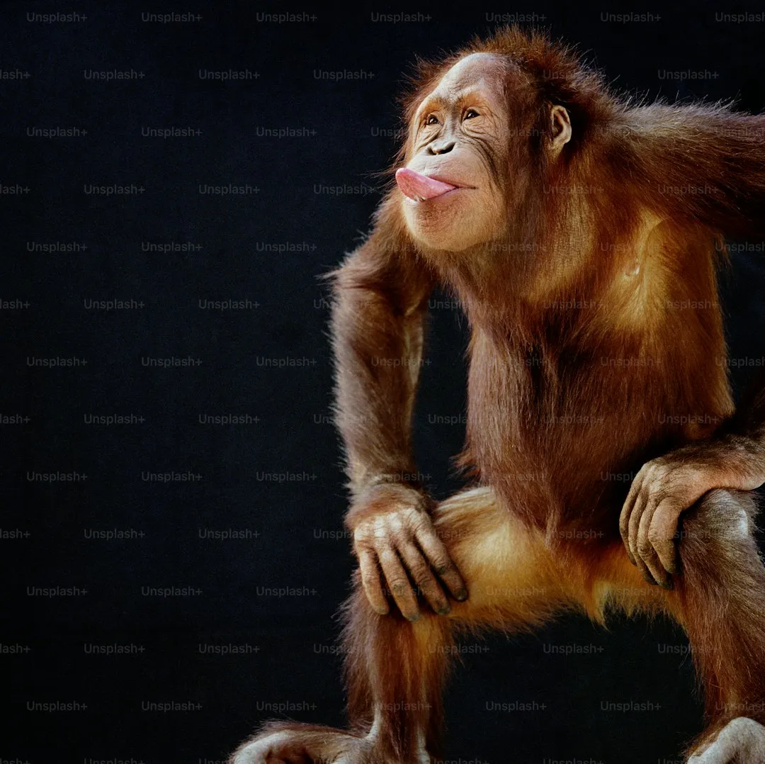 Orangutan