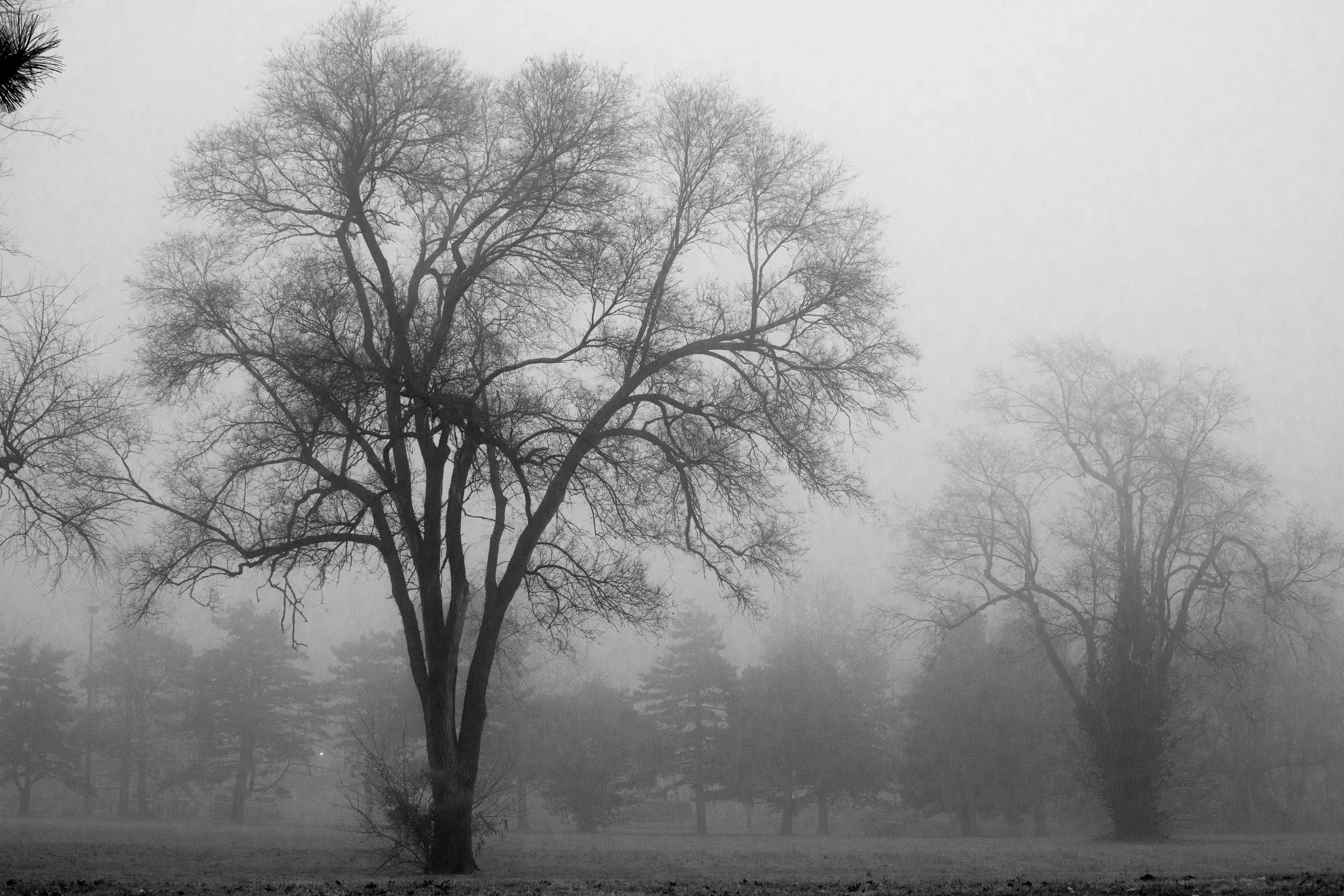 Overland Park, Kansas. Grayscale photo of bare trees on a foggy day.