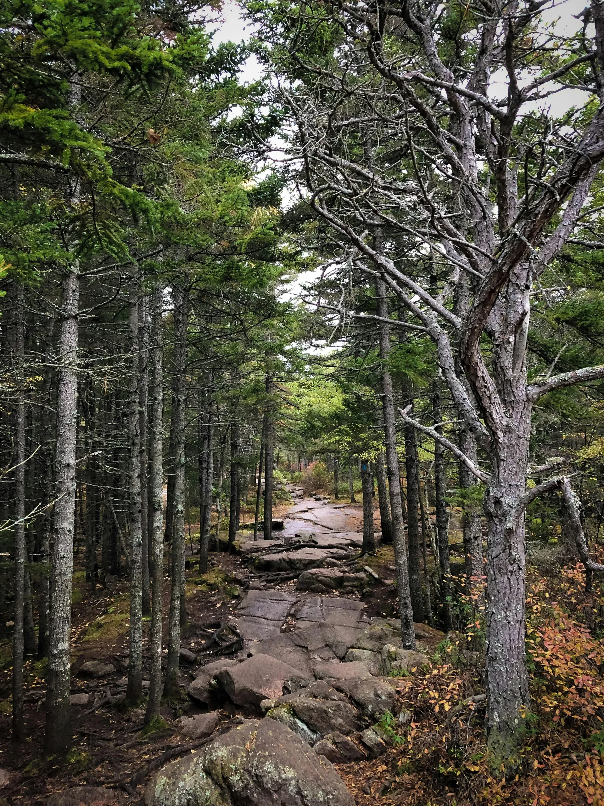 A rocky, uneven trail winds through a forest in Acadia National Park, Bar Harbor, Maine.