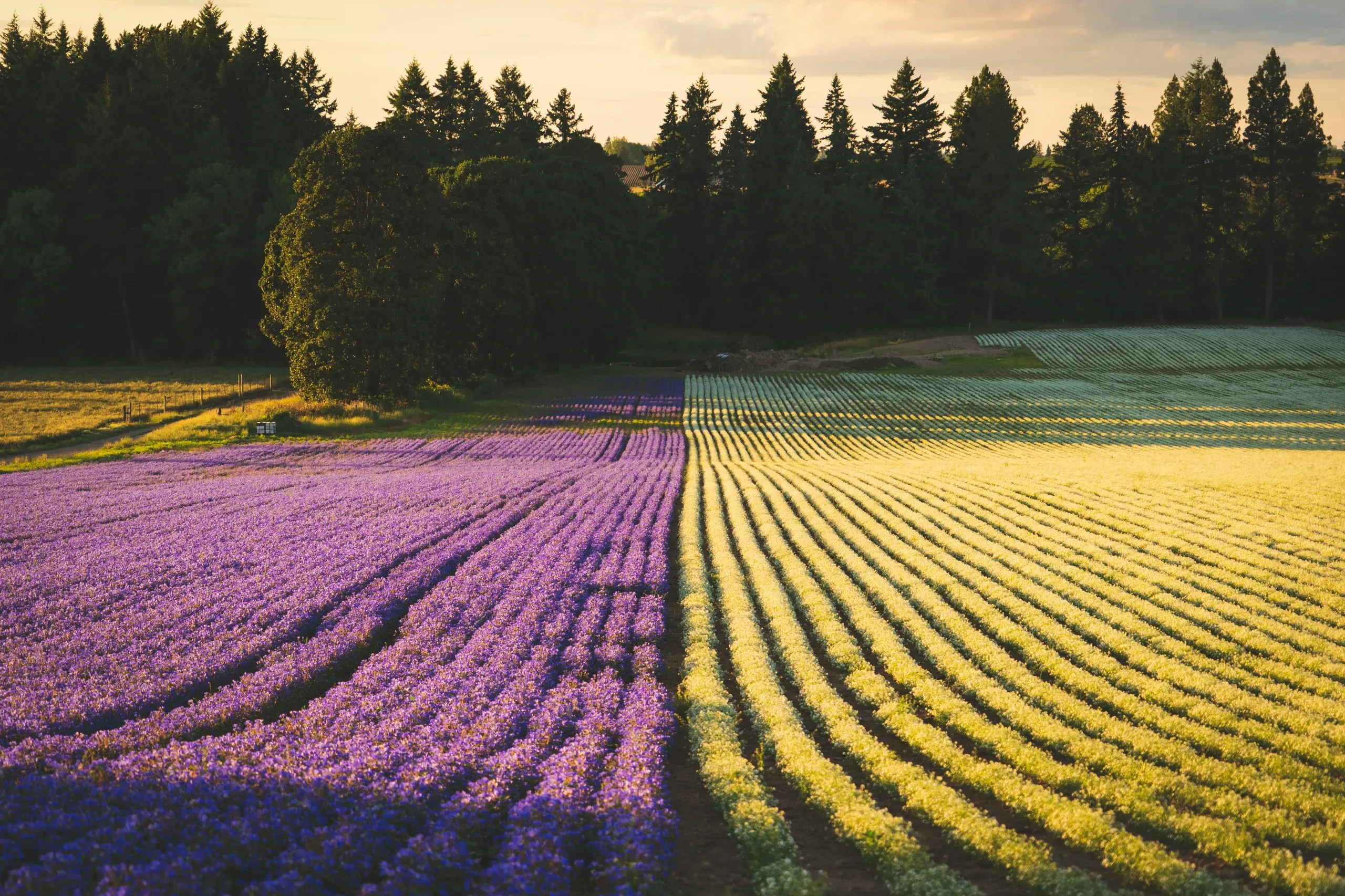 Flower farm, Marion County, Oregon