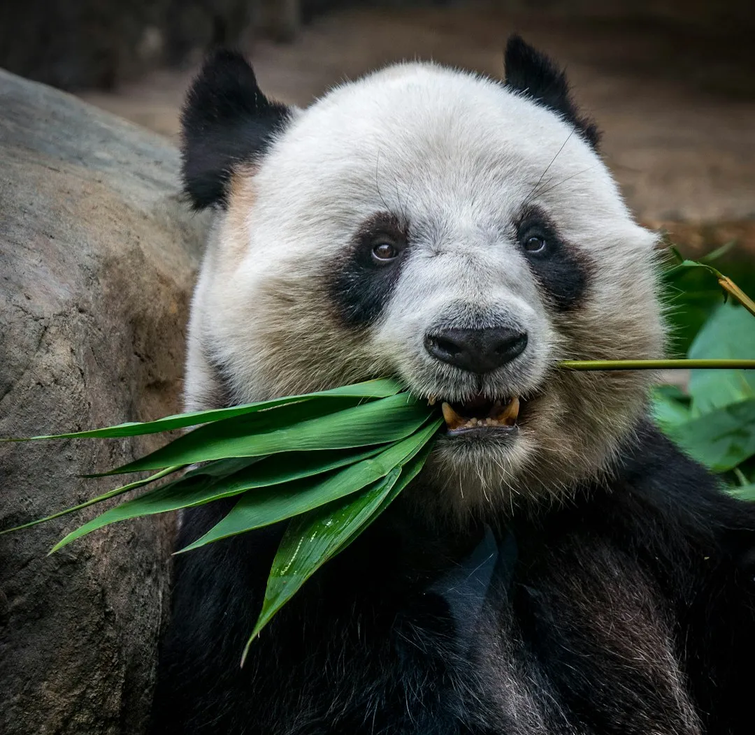 Giant panda