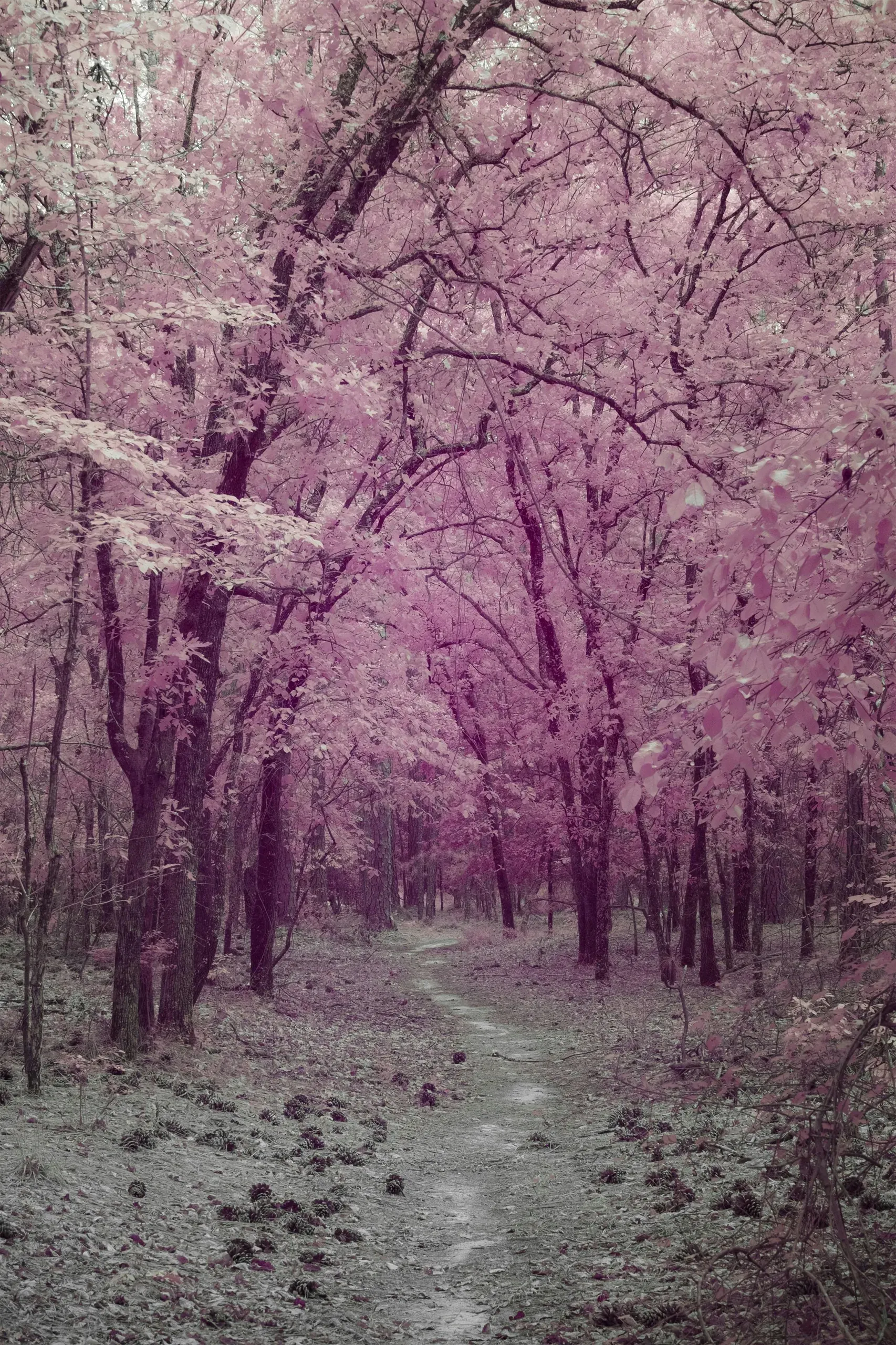 Columbia, South Carolina. Enchanted forest path with surreal pink foliage