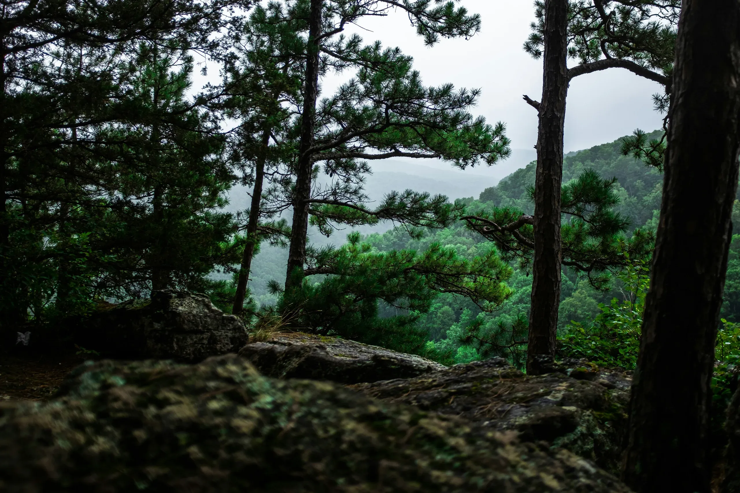 Dense Arkansas forest overlooking misty valley.