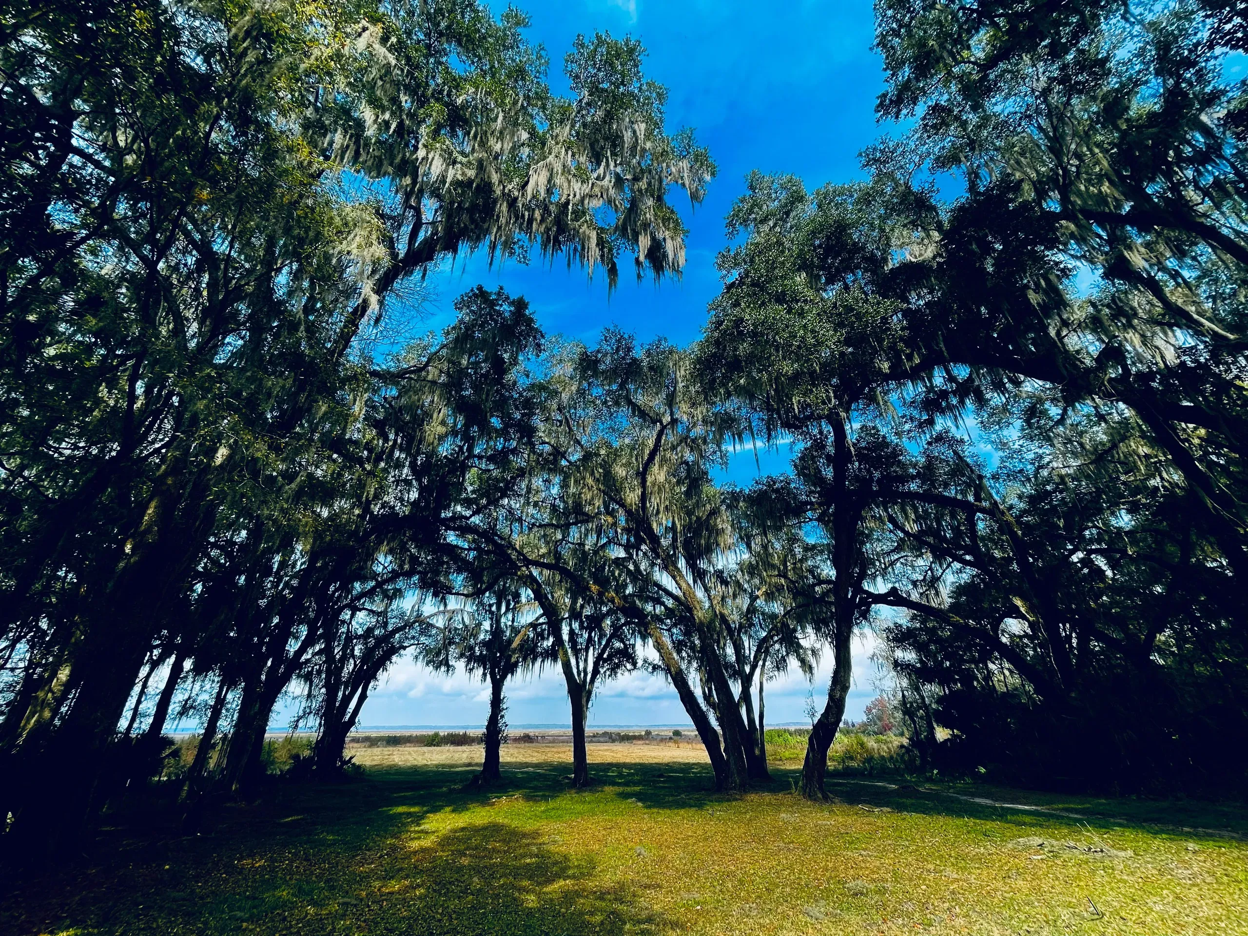 Paynes Prairie Preserve State Park, Micanopy, Florida