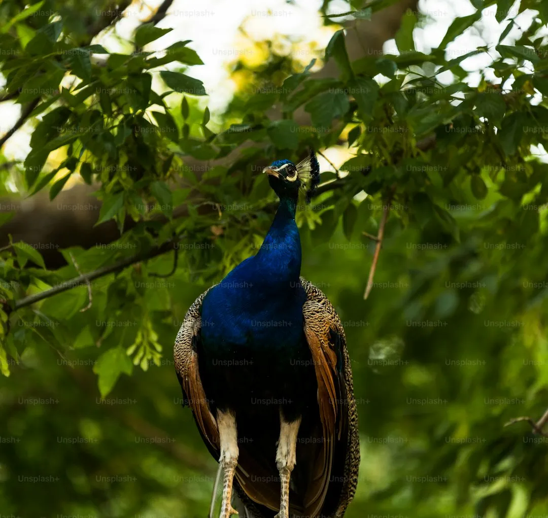 Indian peafowl