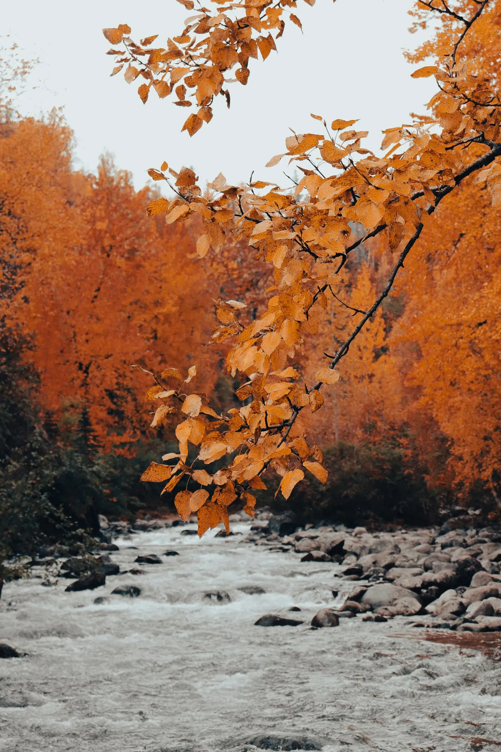 View of a River and Trees with Orange Leave, Willow, Alaska