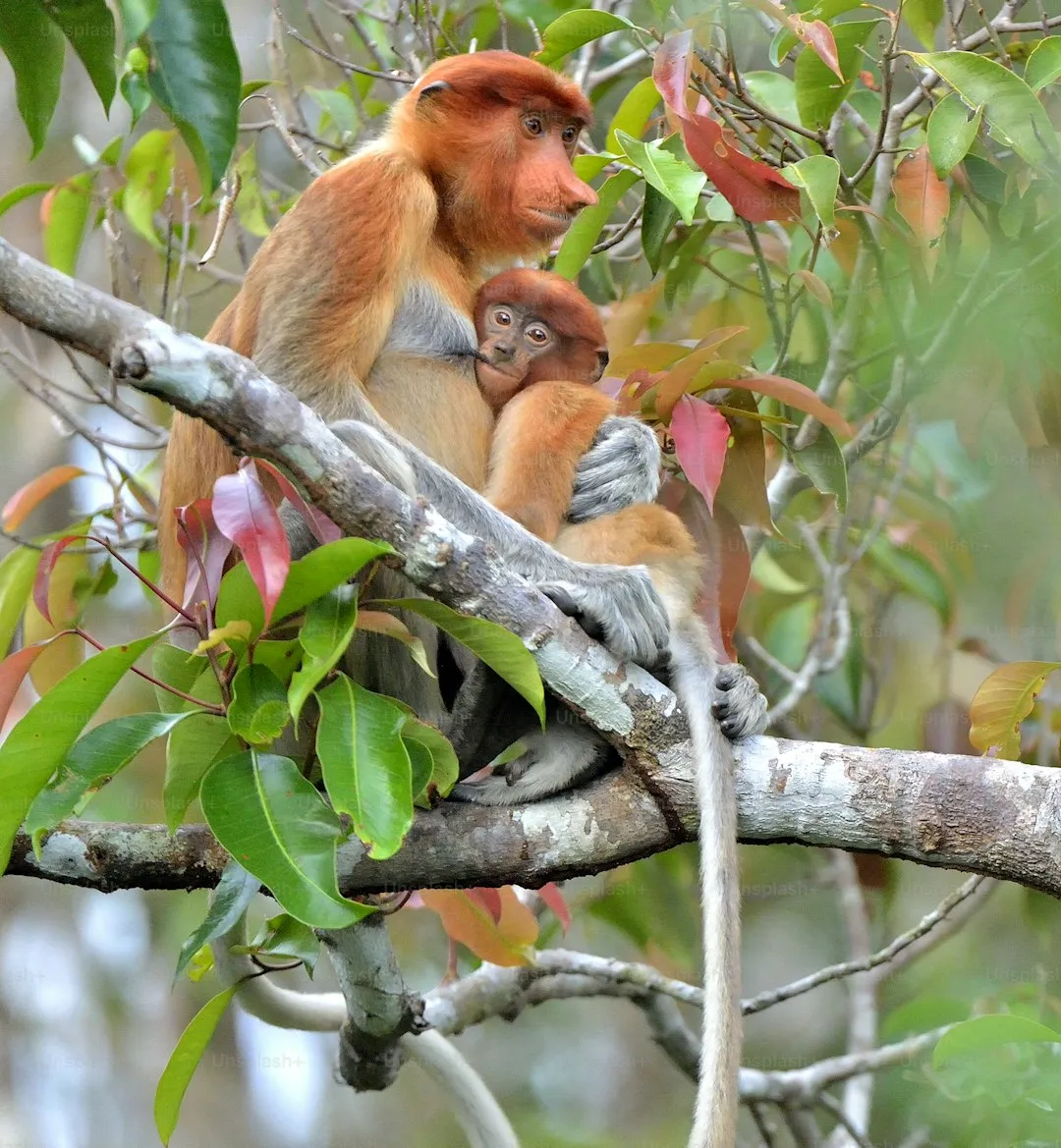 Proboscis monkey