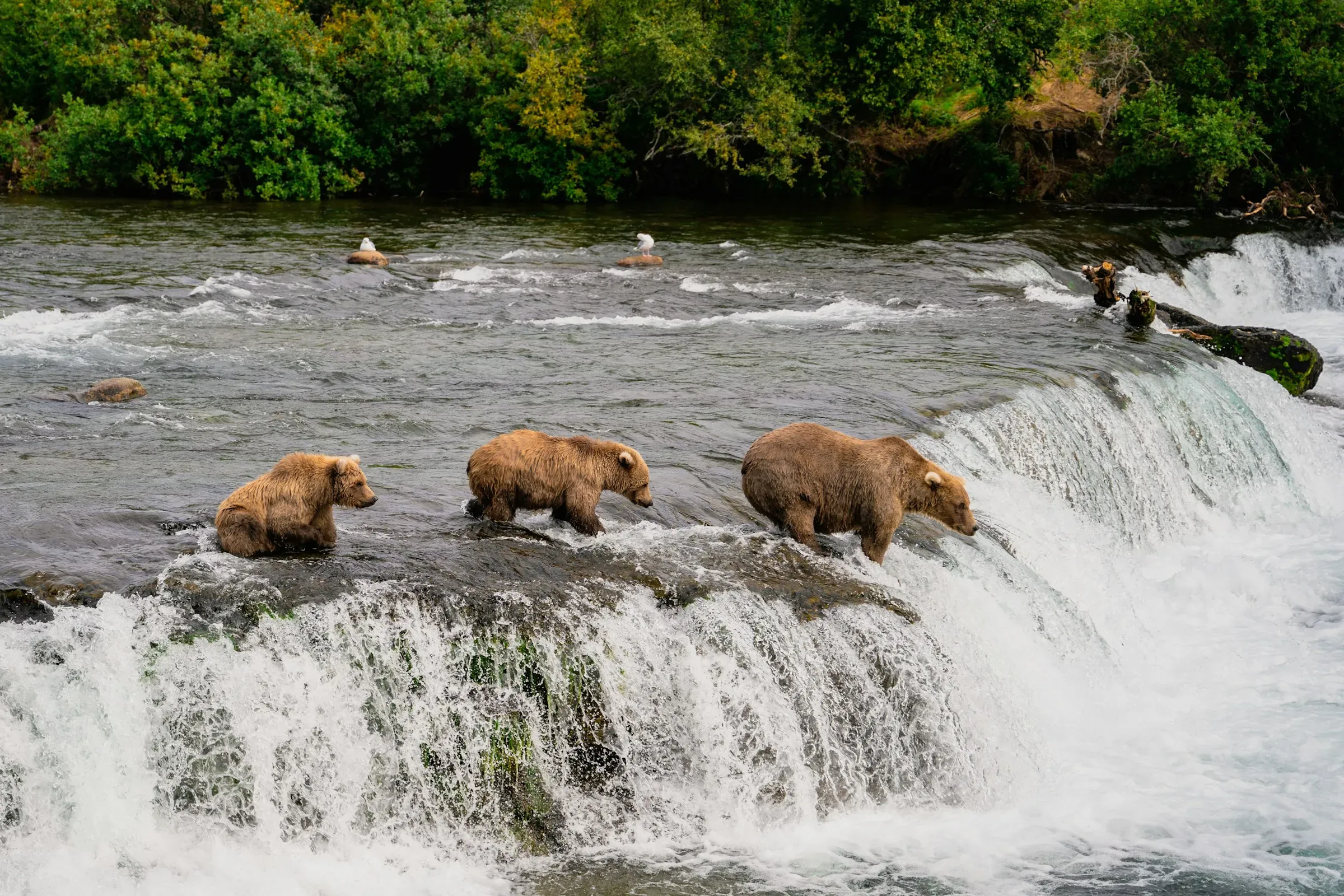 Brook's Falls, Katmai National Park And Preserve, Alaska