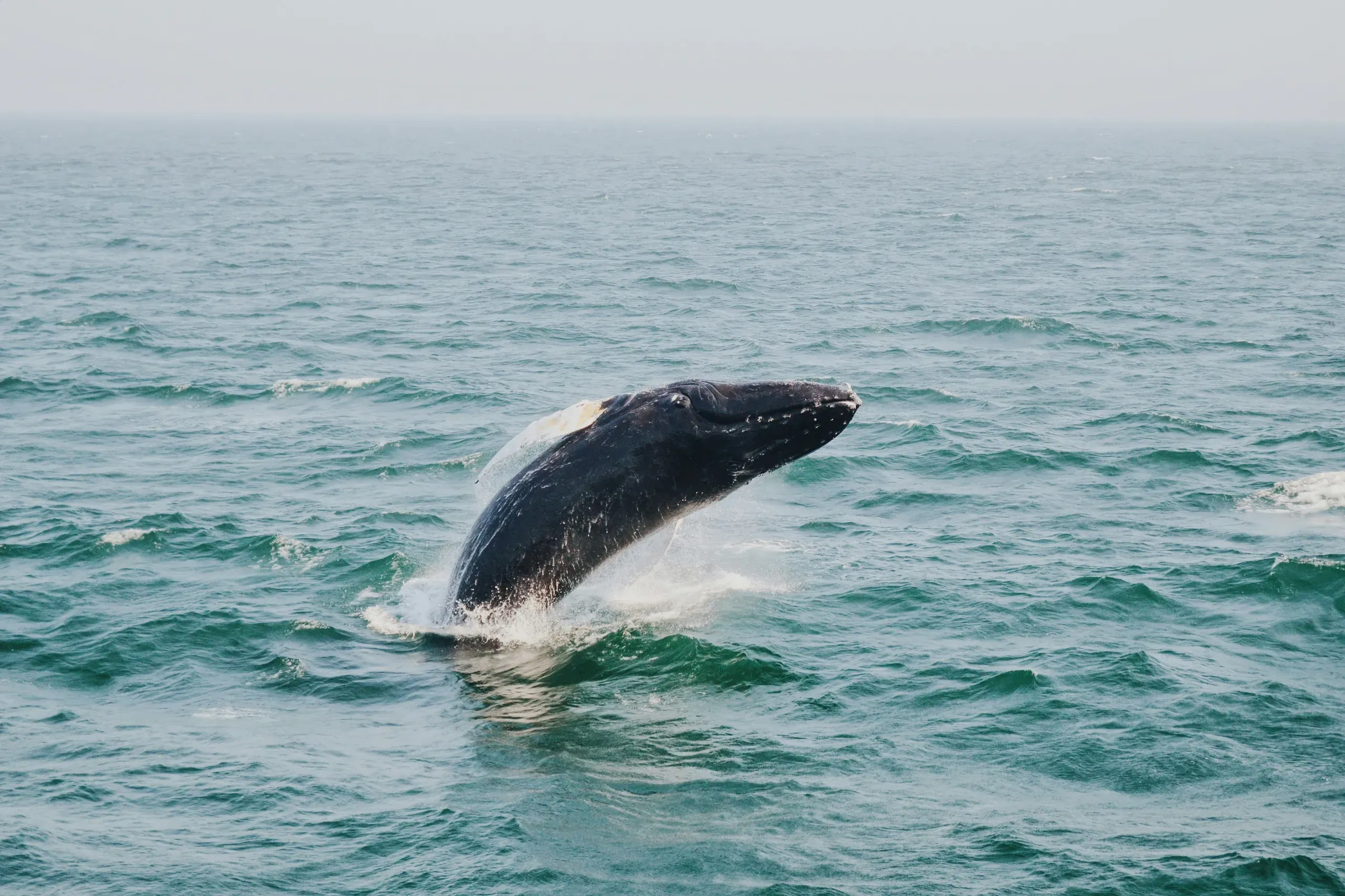 A humpback whale breaches unexpectedly from the ocean in Bar Harbor, Maine, during summer 2016.