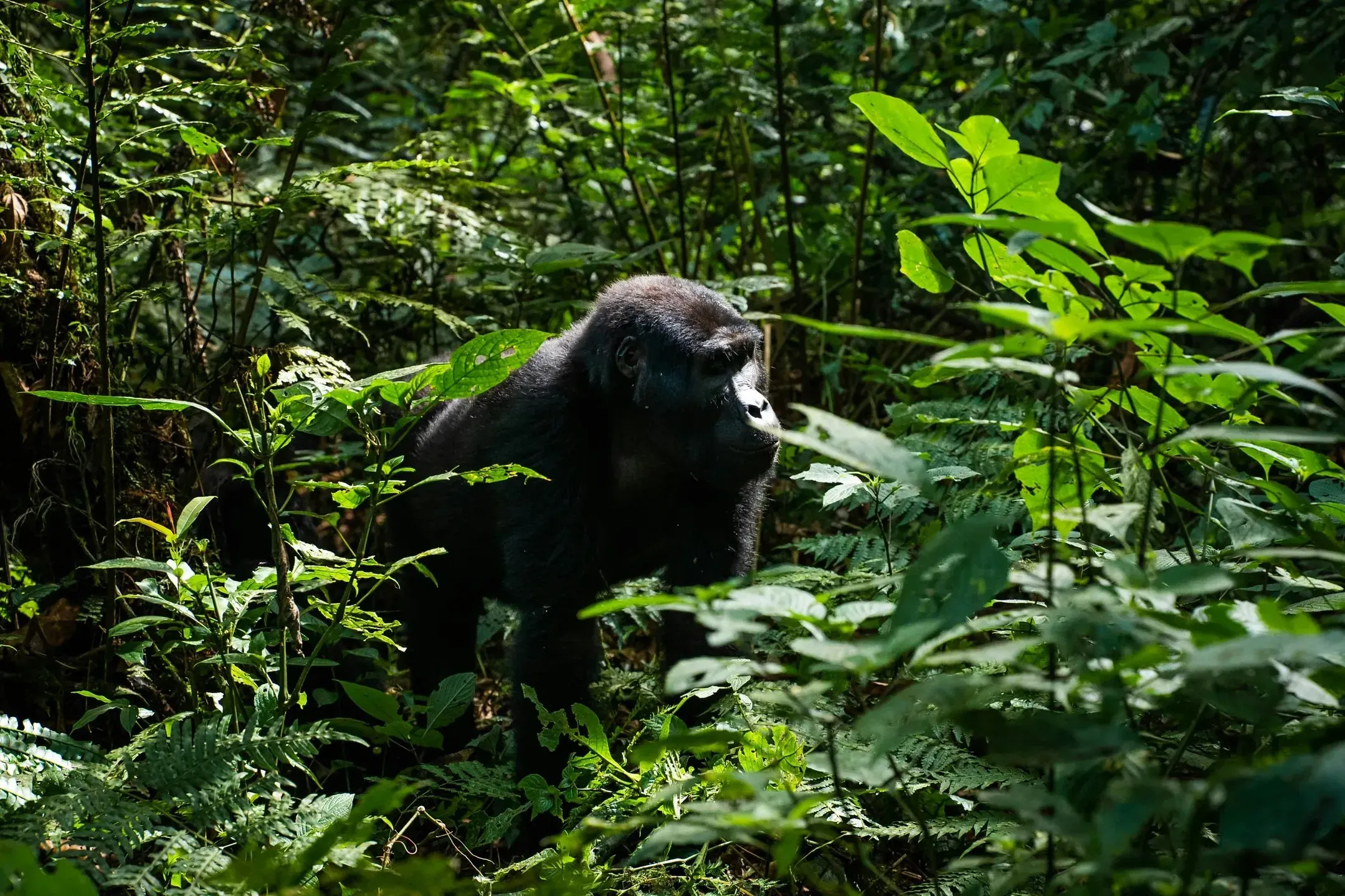 Gorilla in Bwindi Impenetrable Forest, Uganda