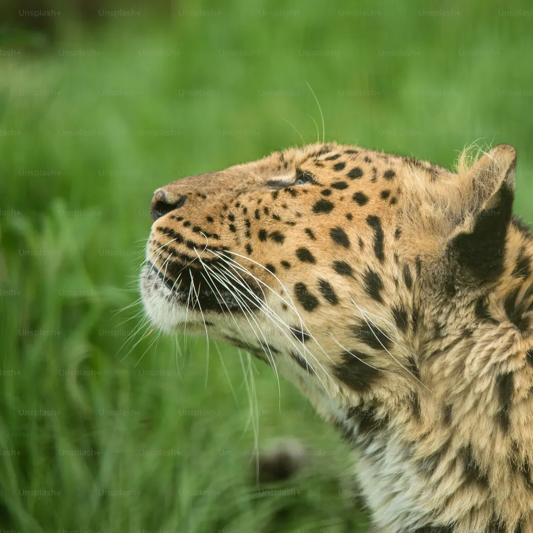Snow leopard