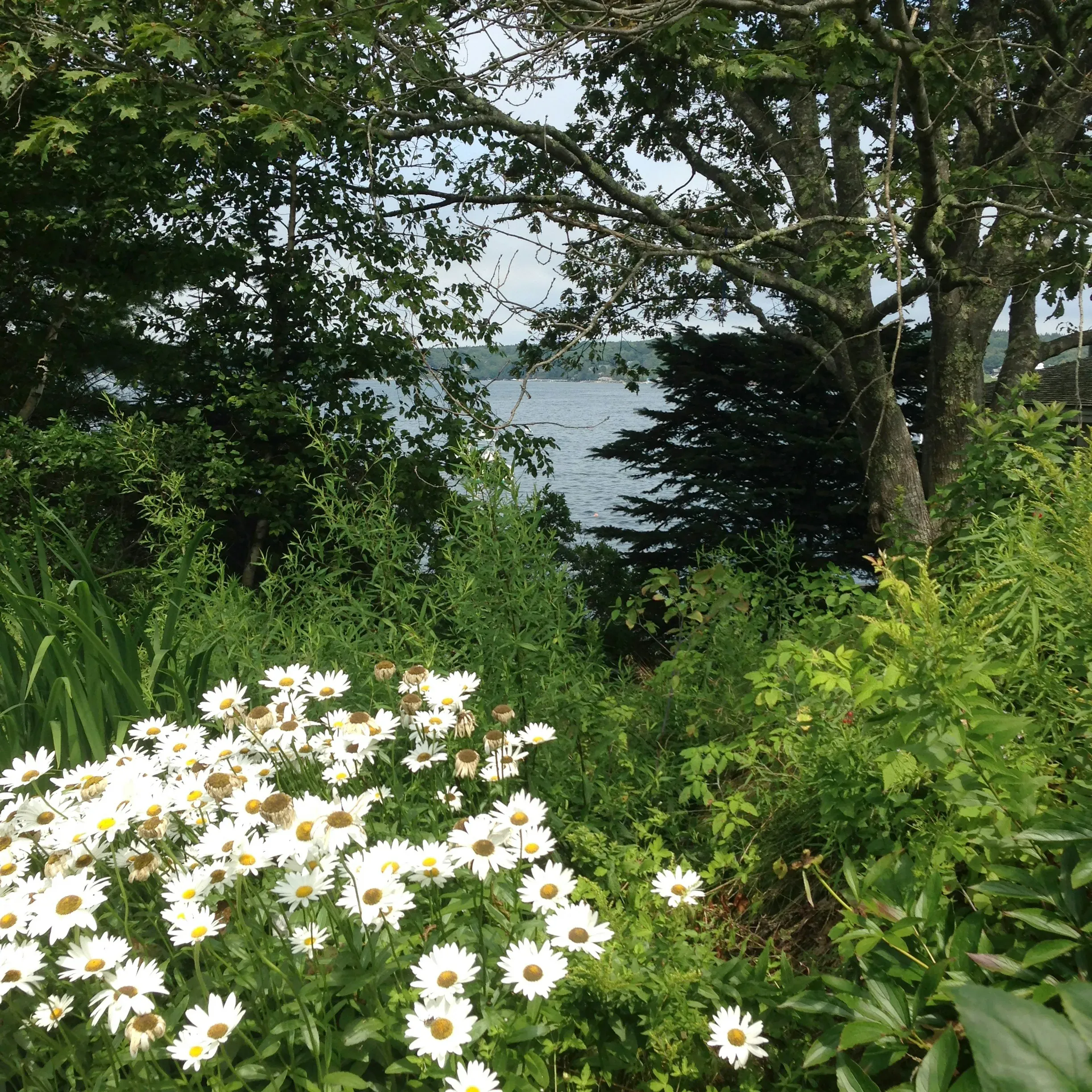 A colourful garden of flowers and trees on Cabbage Island in Boothbay, Maine.