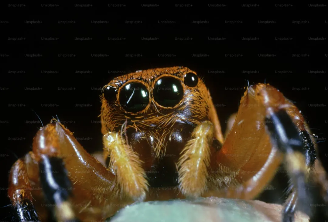 Sydney funnel-web spider