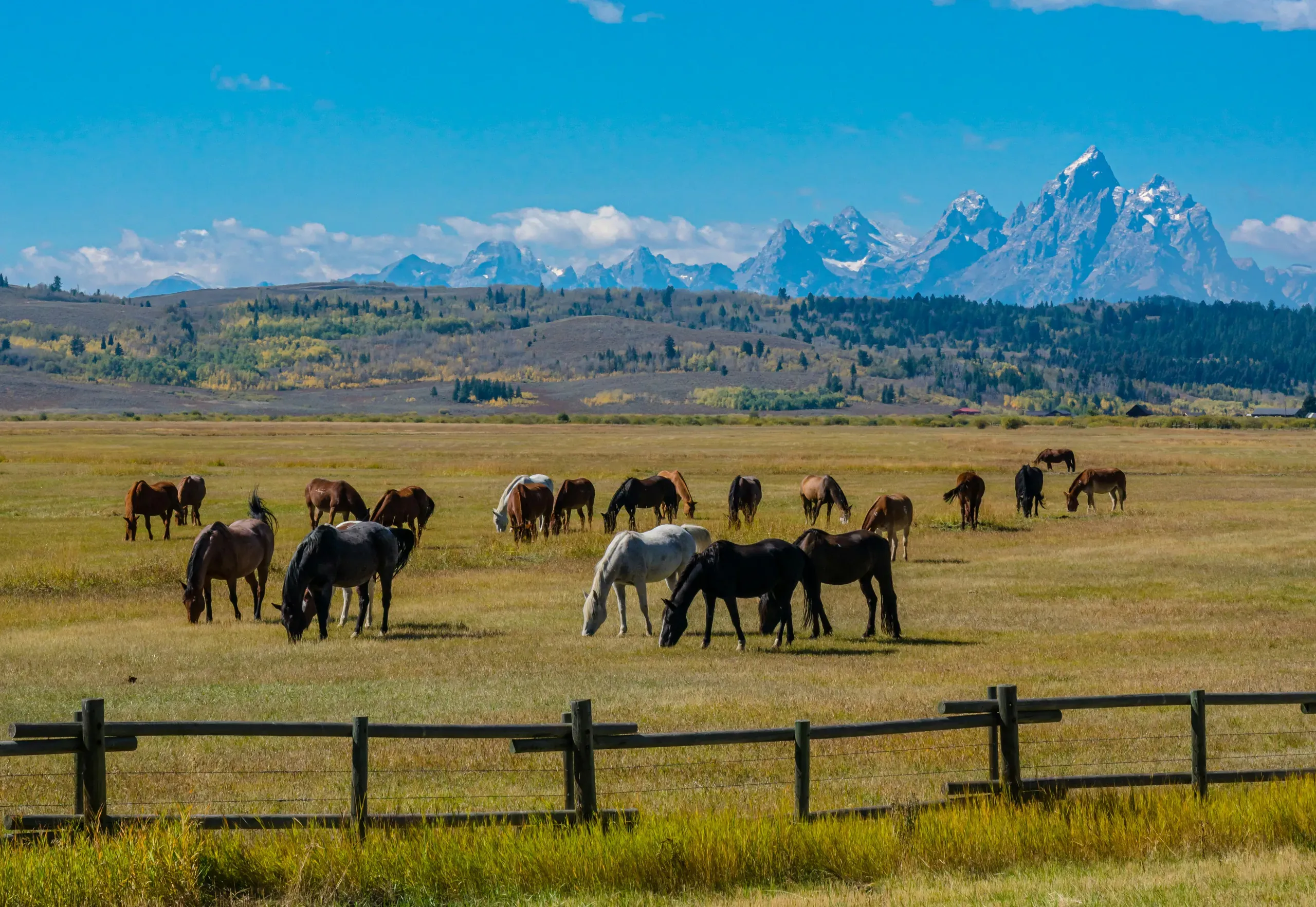 Grand Teton National Park, Wyoming. Horses in meadow