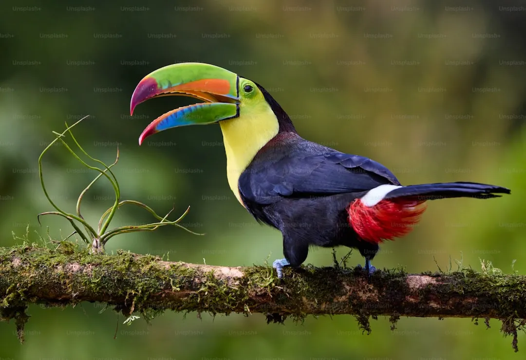 Toco toucan