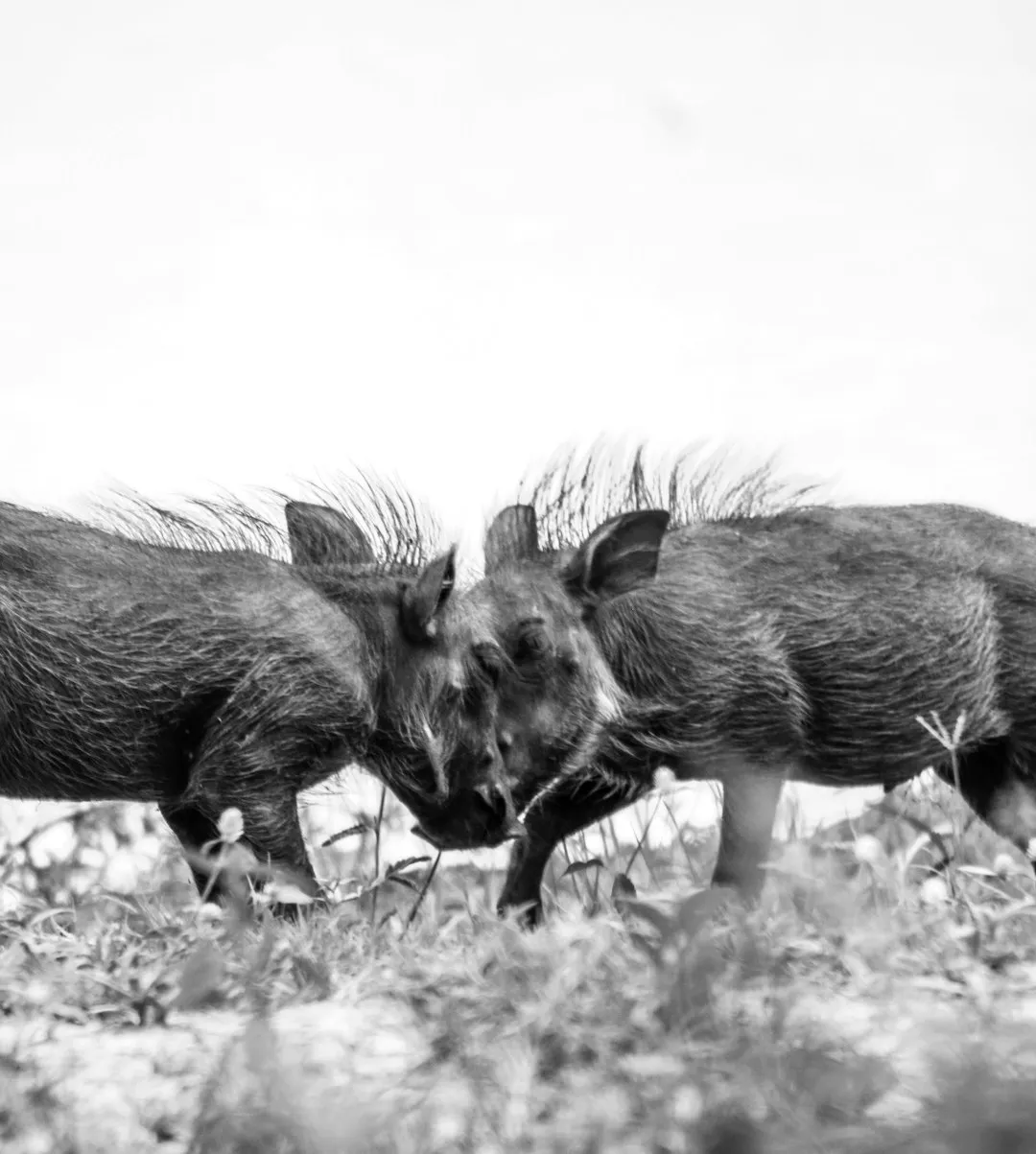 Common warthog
