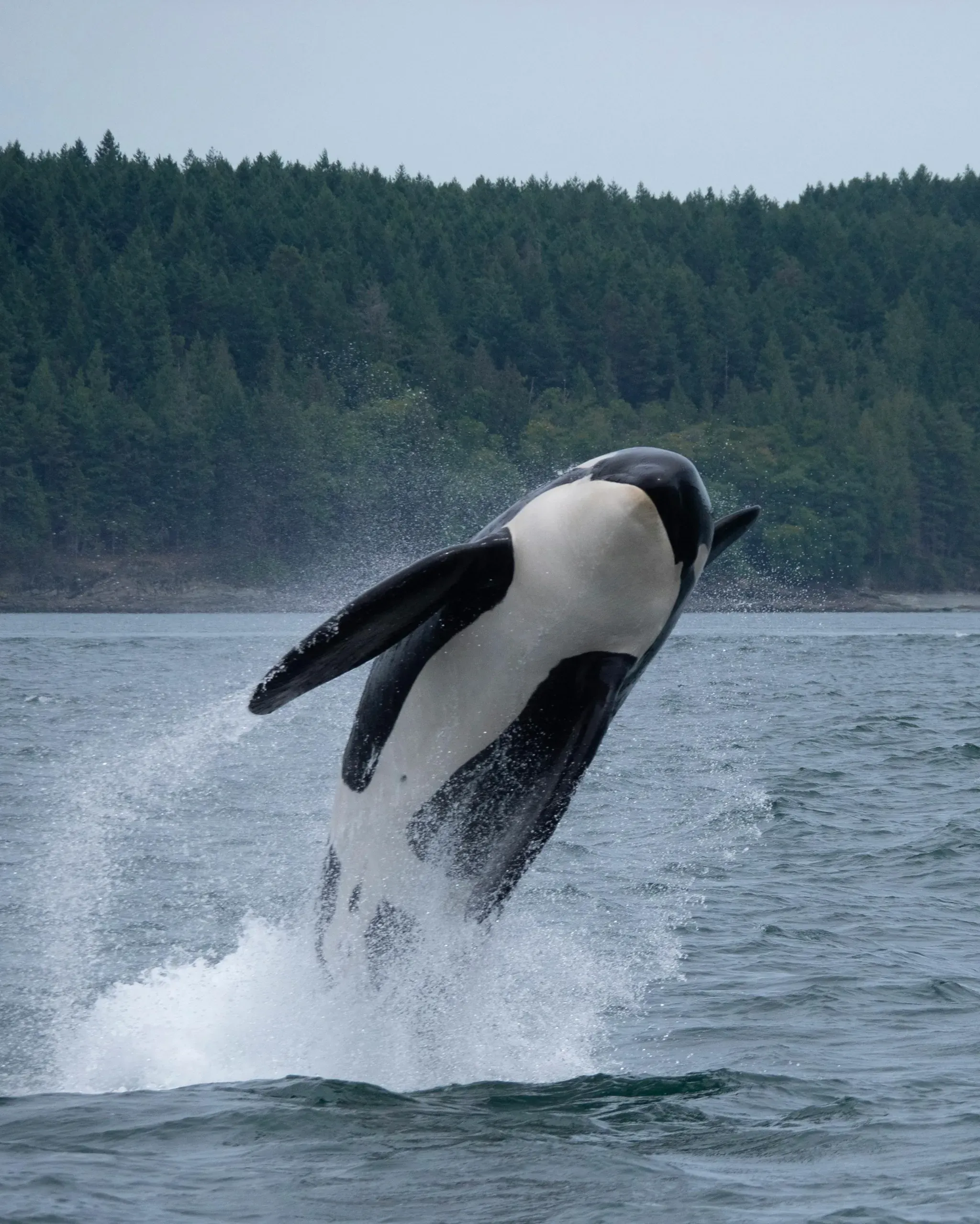 Washington. An orca whale jumping out of the water