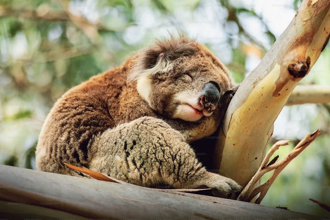 Common wombat