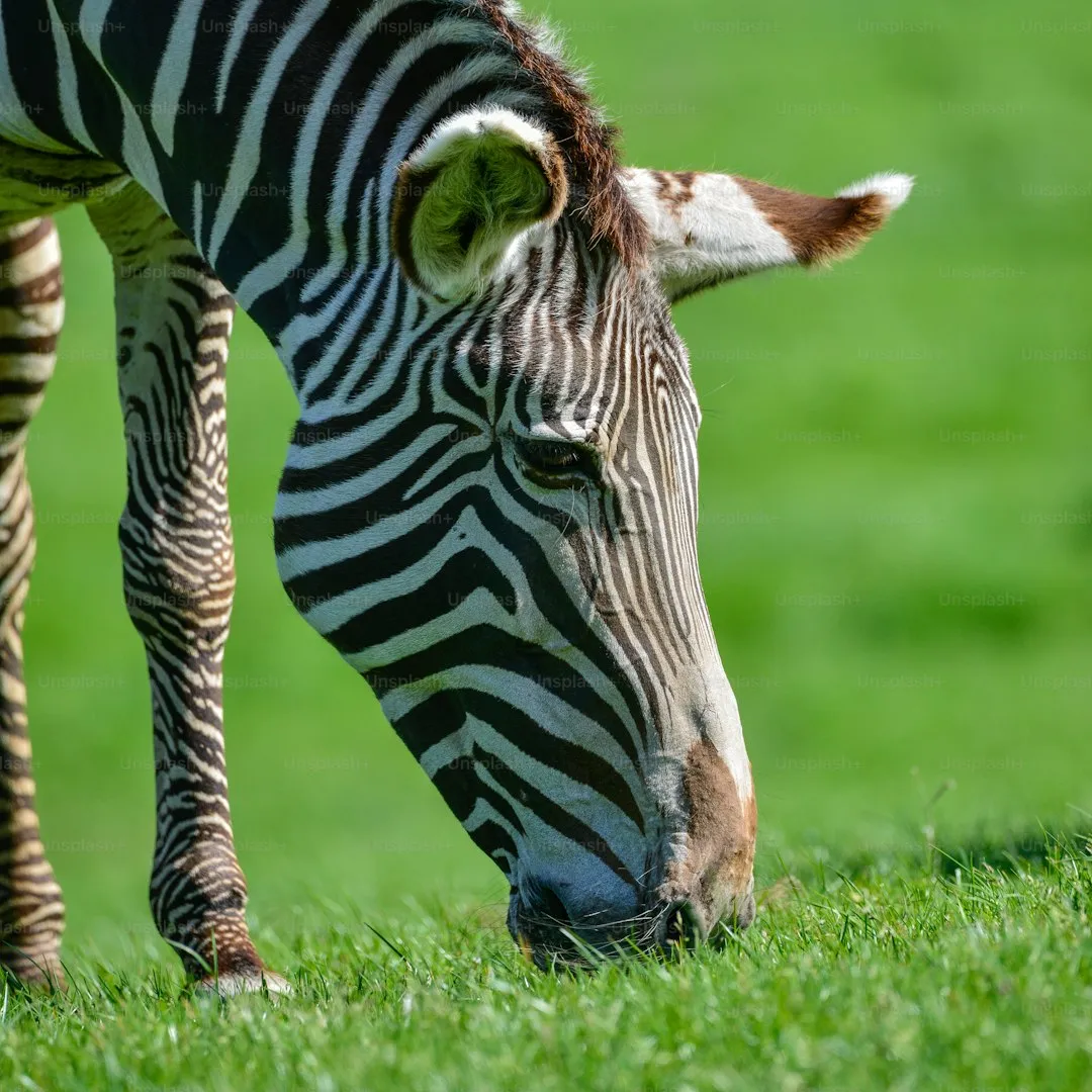 Zebra